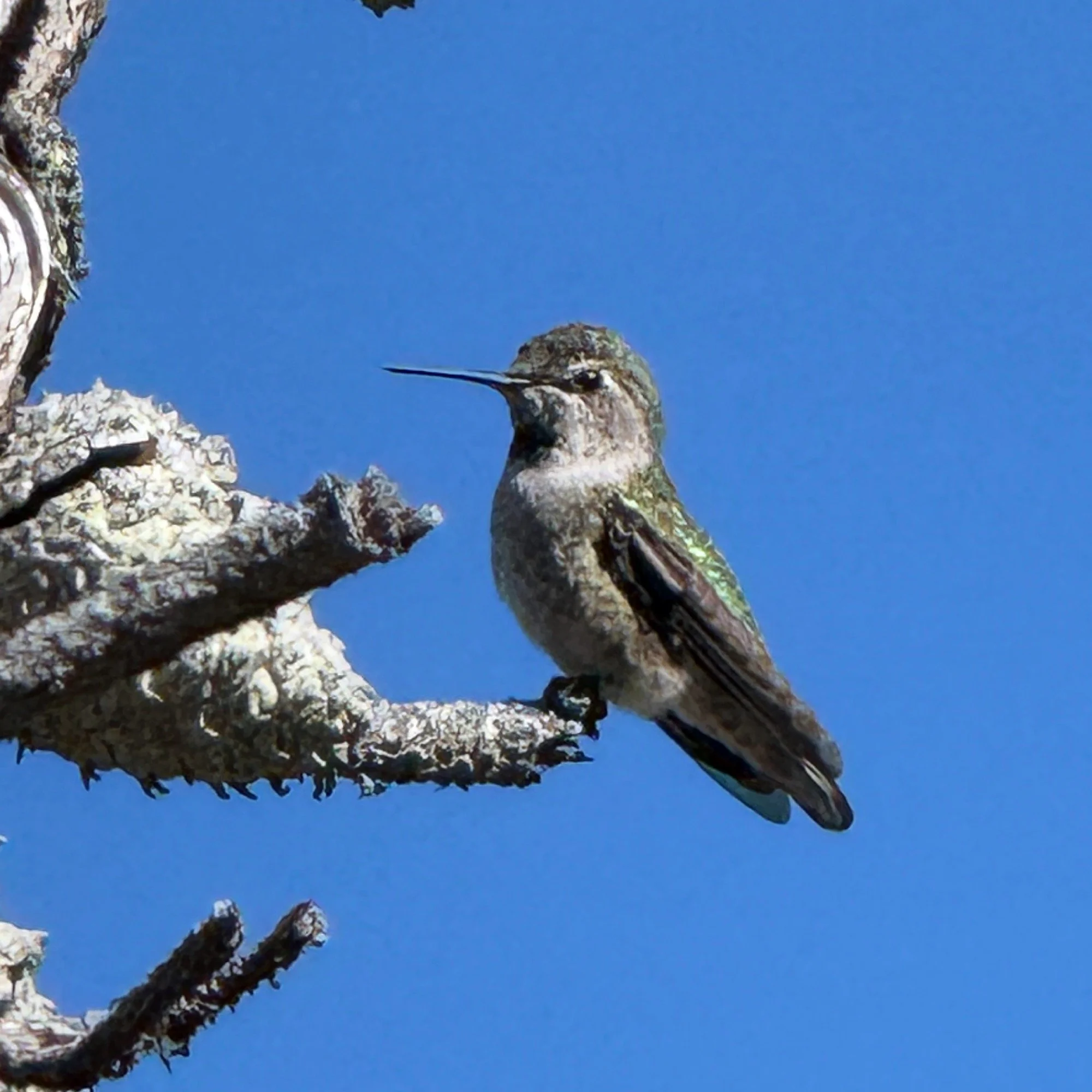 Anna's Hummingbird in pine snag