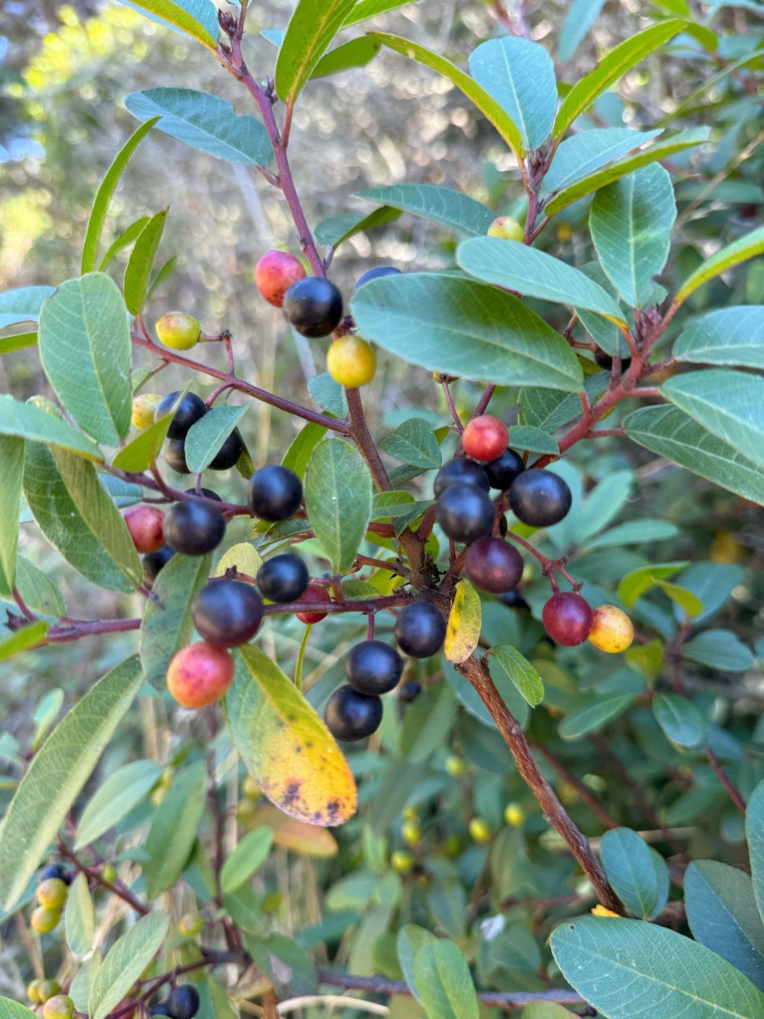 Coffeeberries