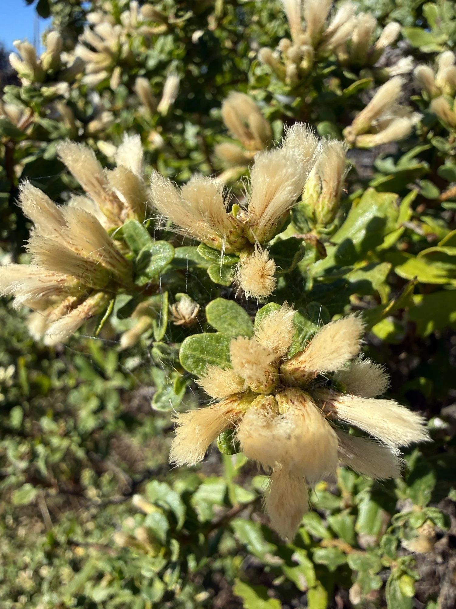 Female Coyotebrush 