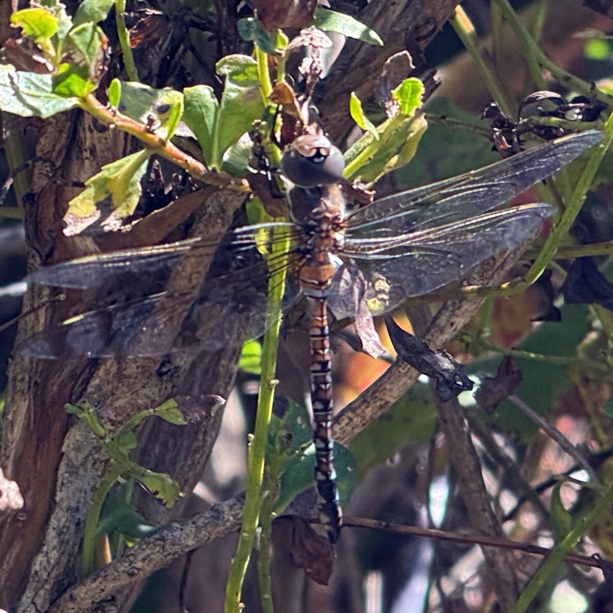Blue-eyed Darner