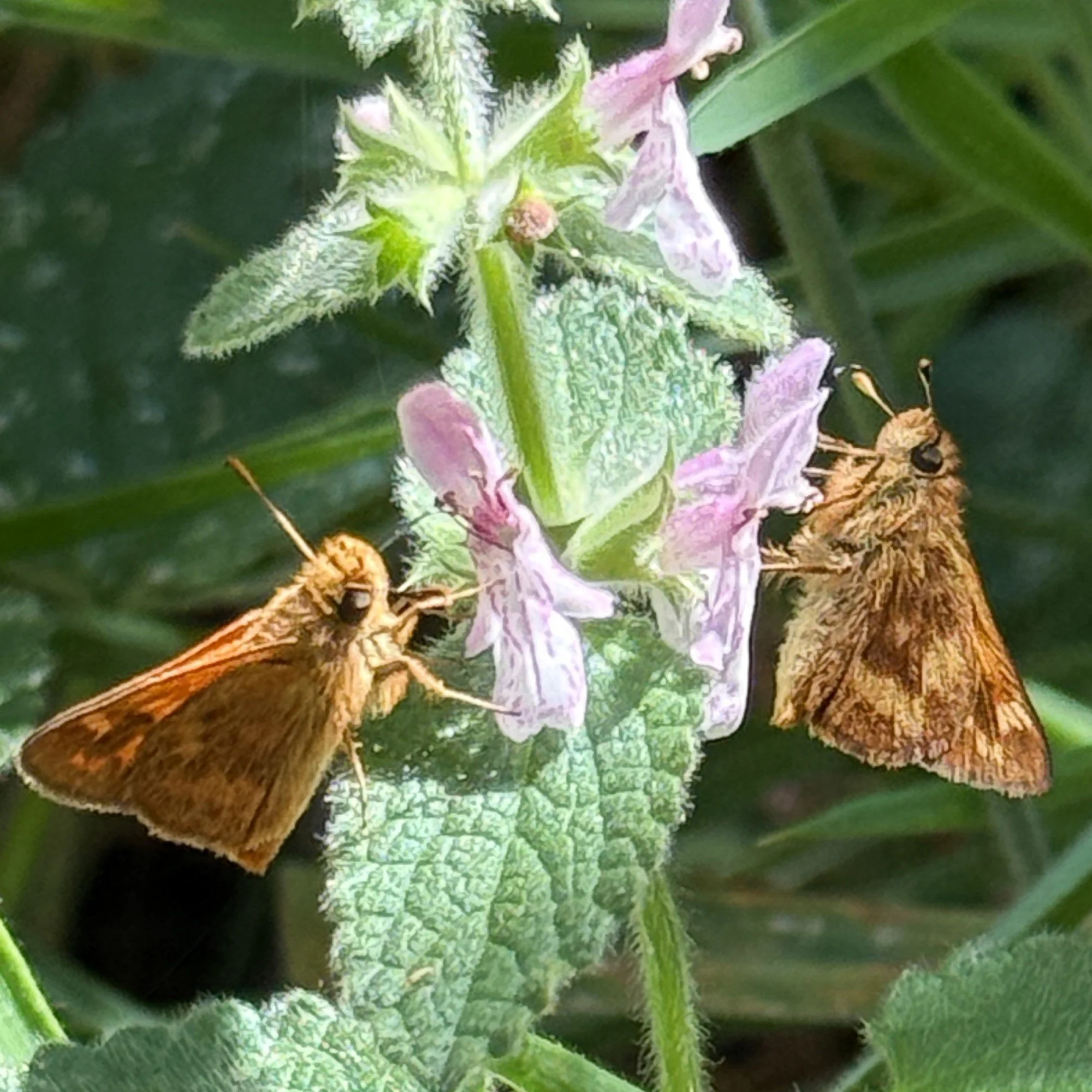 Skippers on hedgenettle