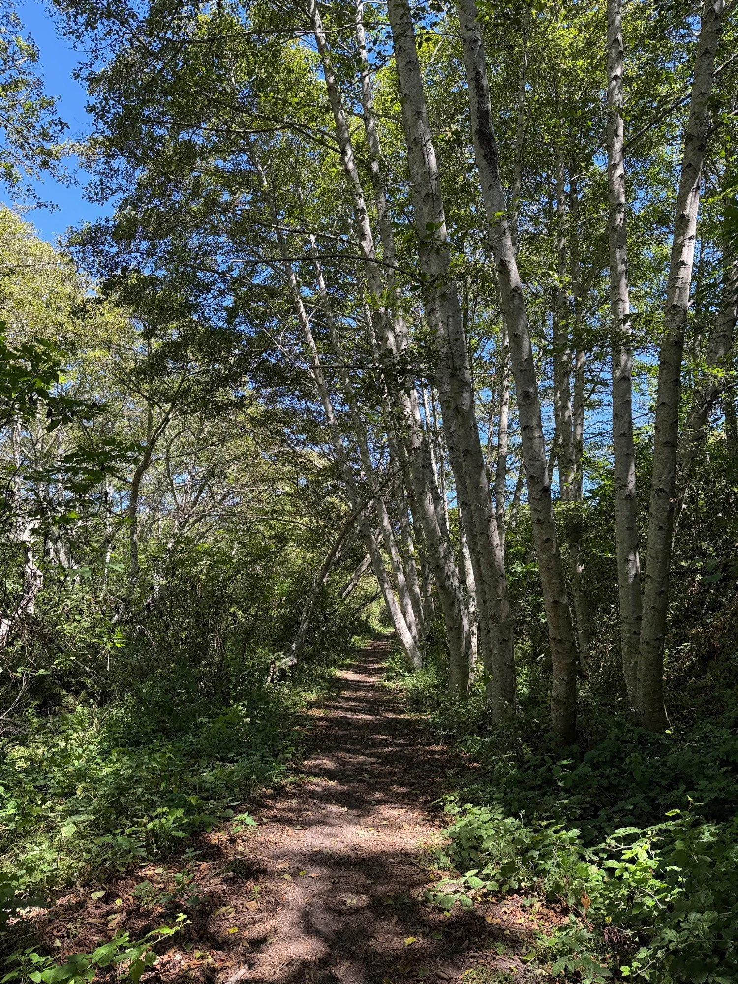 delightful alder canopy