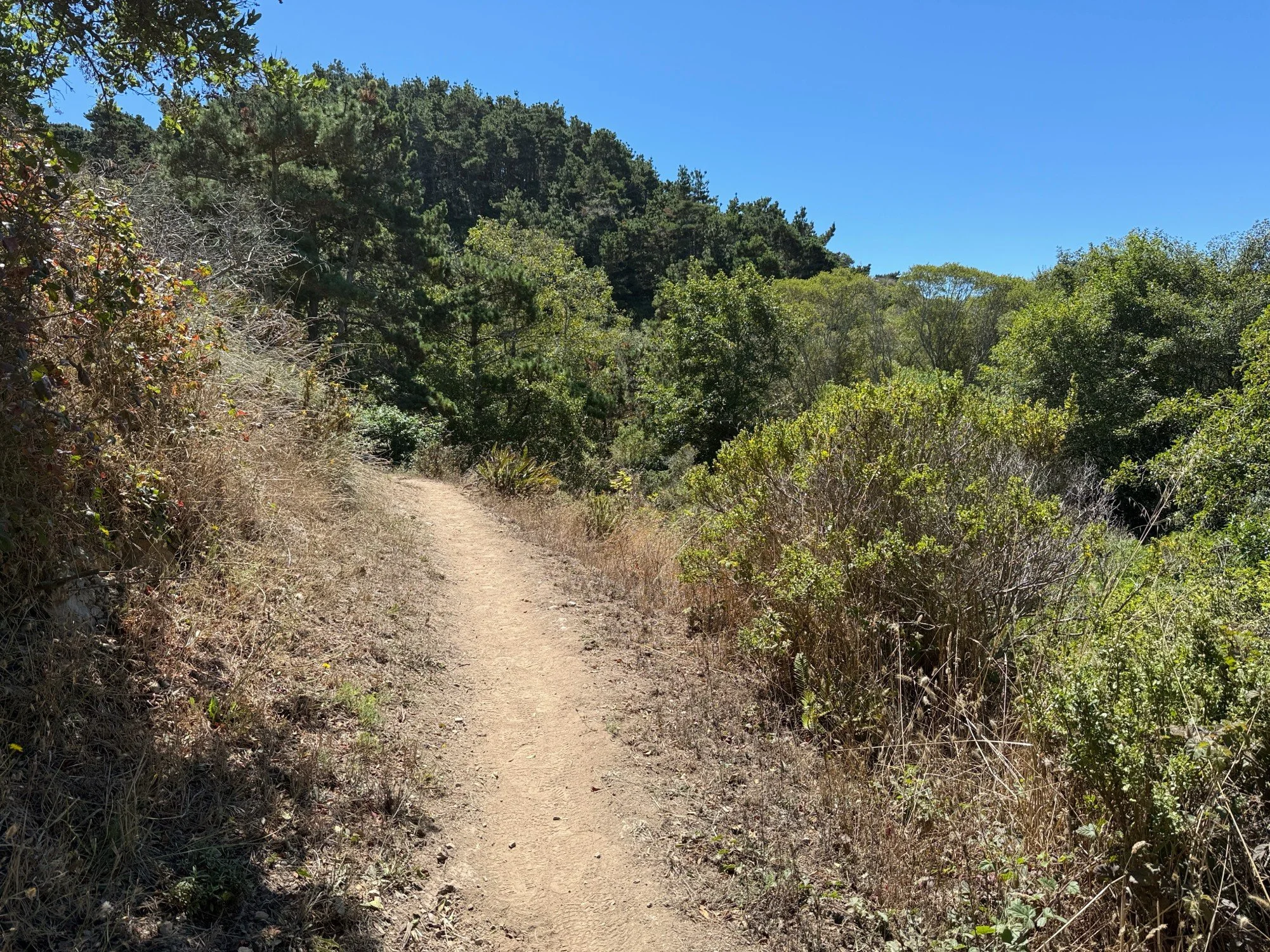 "poppy spot" hillside at the curve
