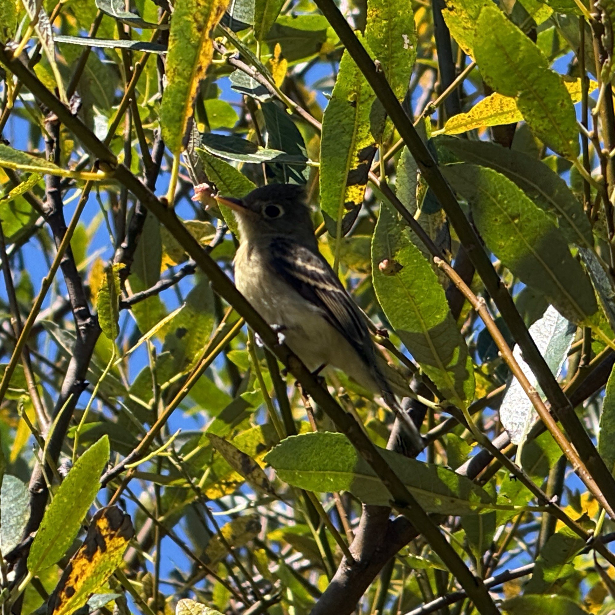 Friendly Western Flycatcher in willows