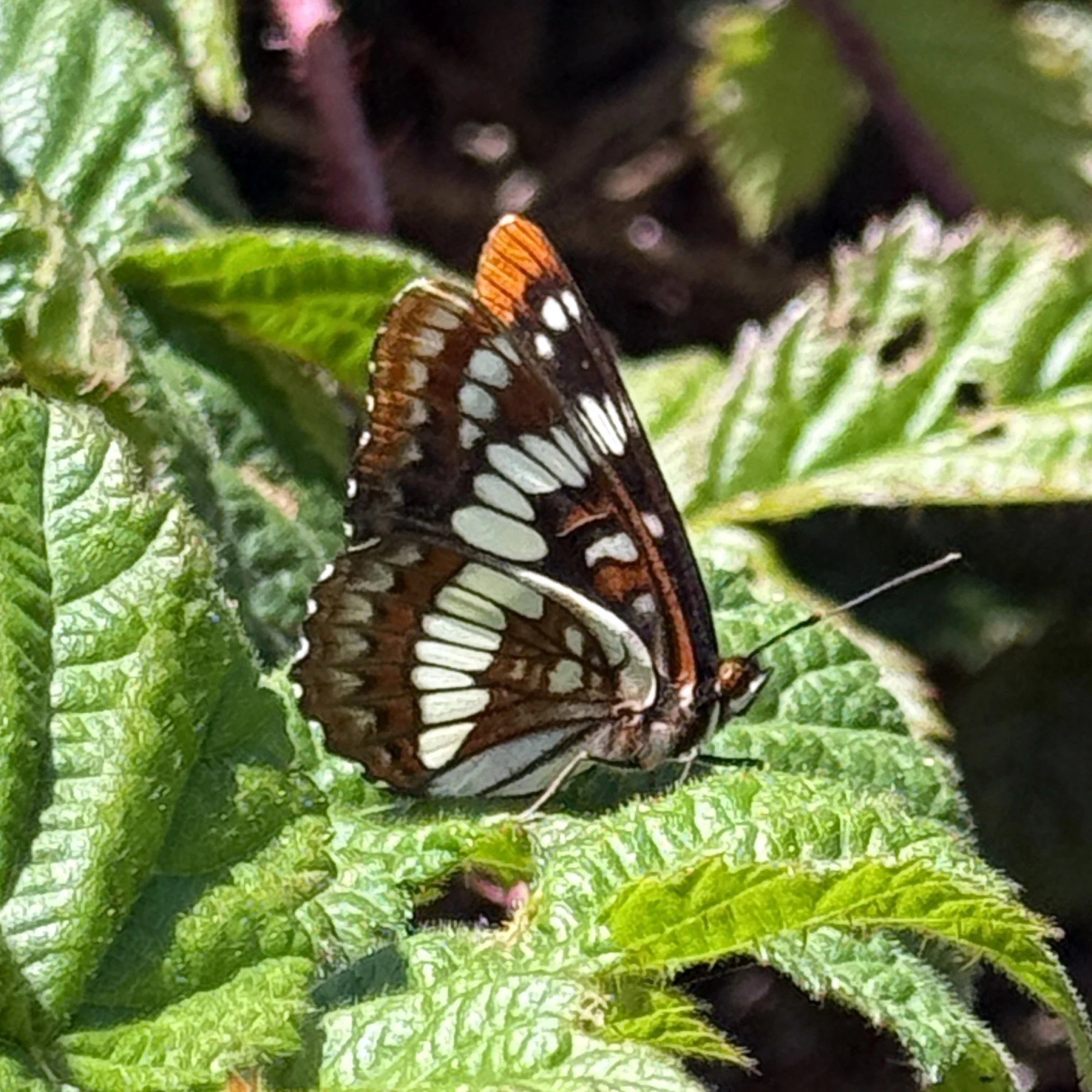 Lorquin's Admiral butterfly on blackberry leaves