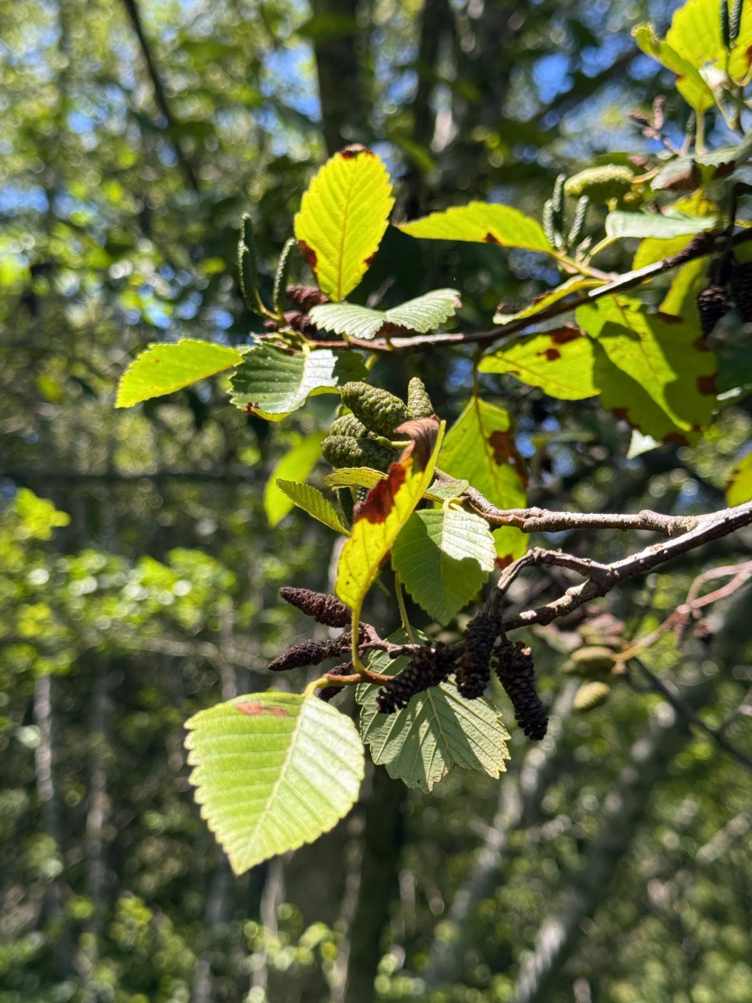 Alder leaves and cones