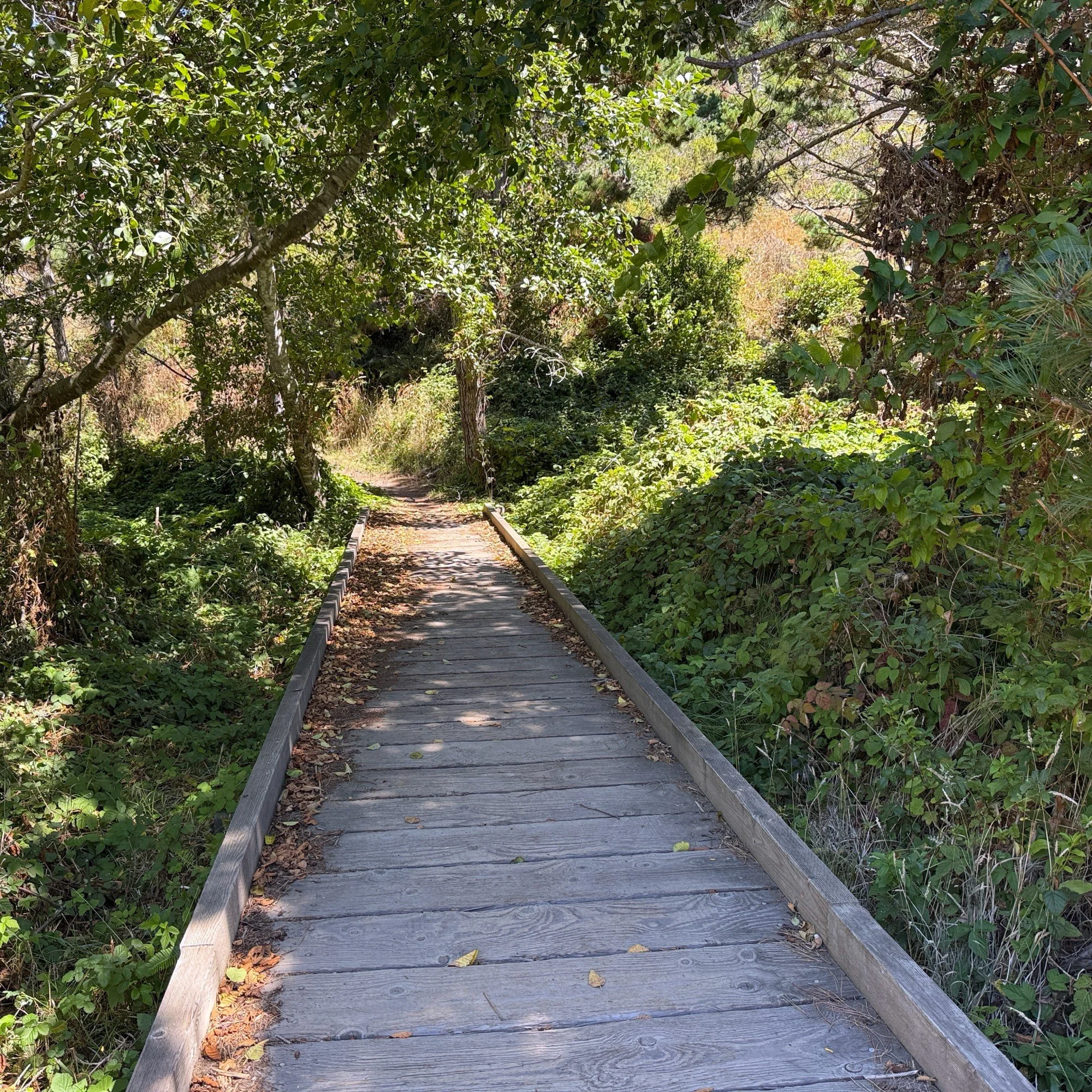 boardwalk where dragonflies were circling