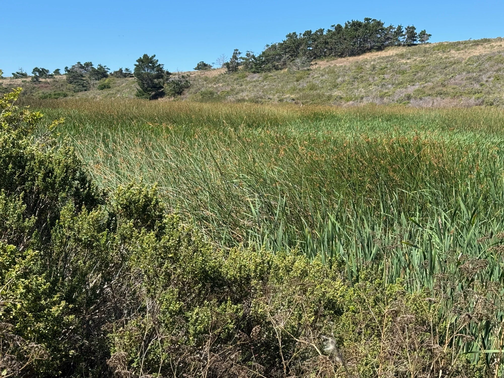 Tule reeds - Virginia Rail heard here
