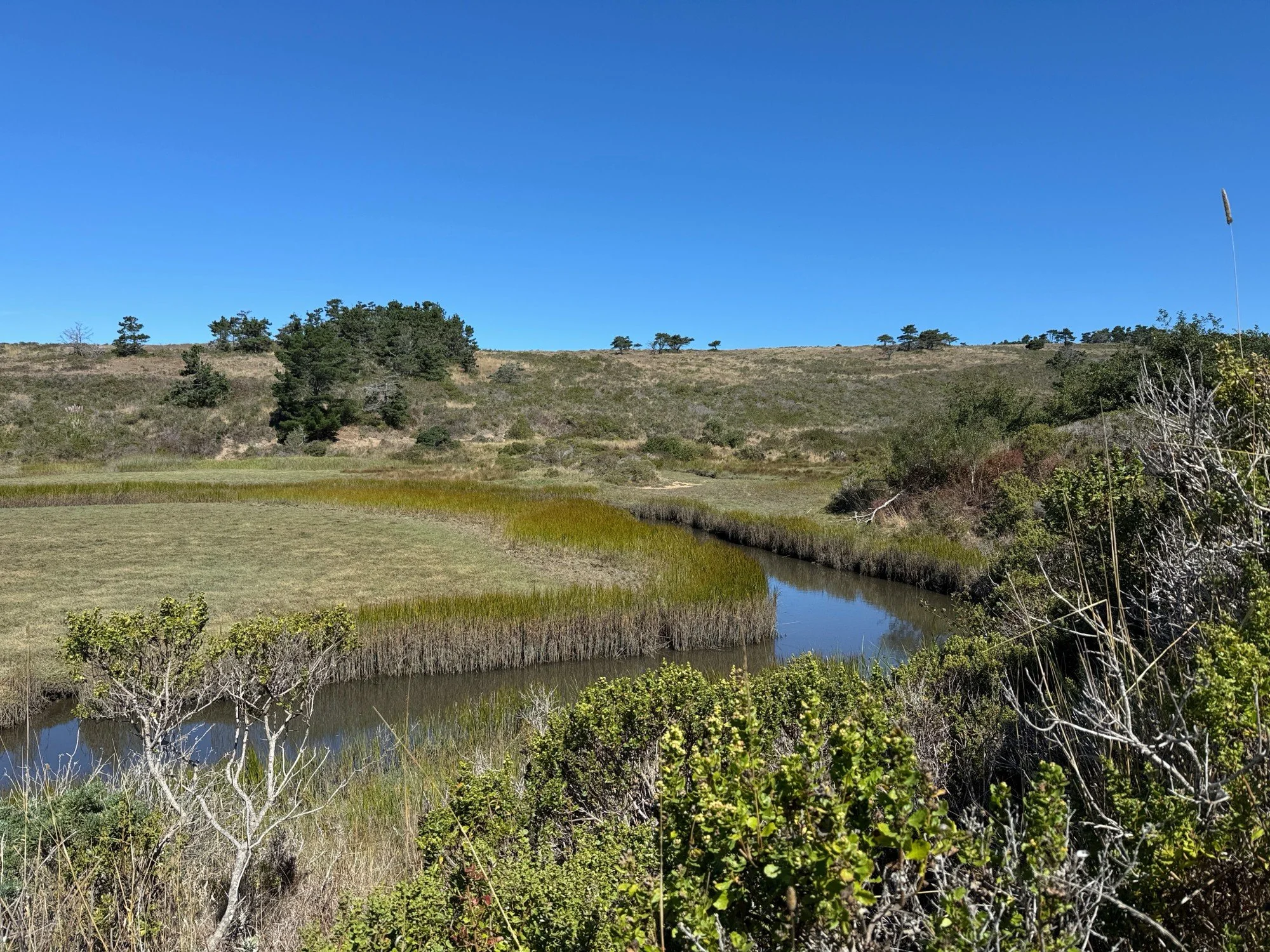 channel near the end of Limantour Estero