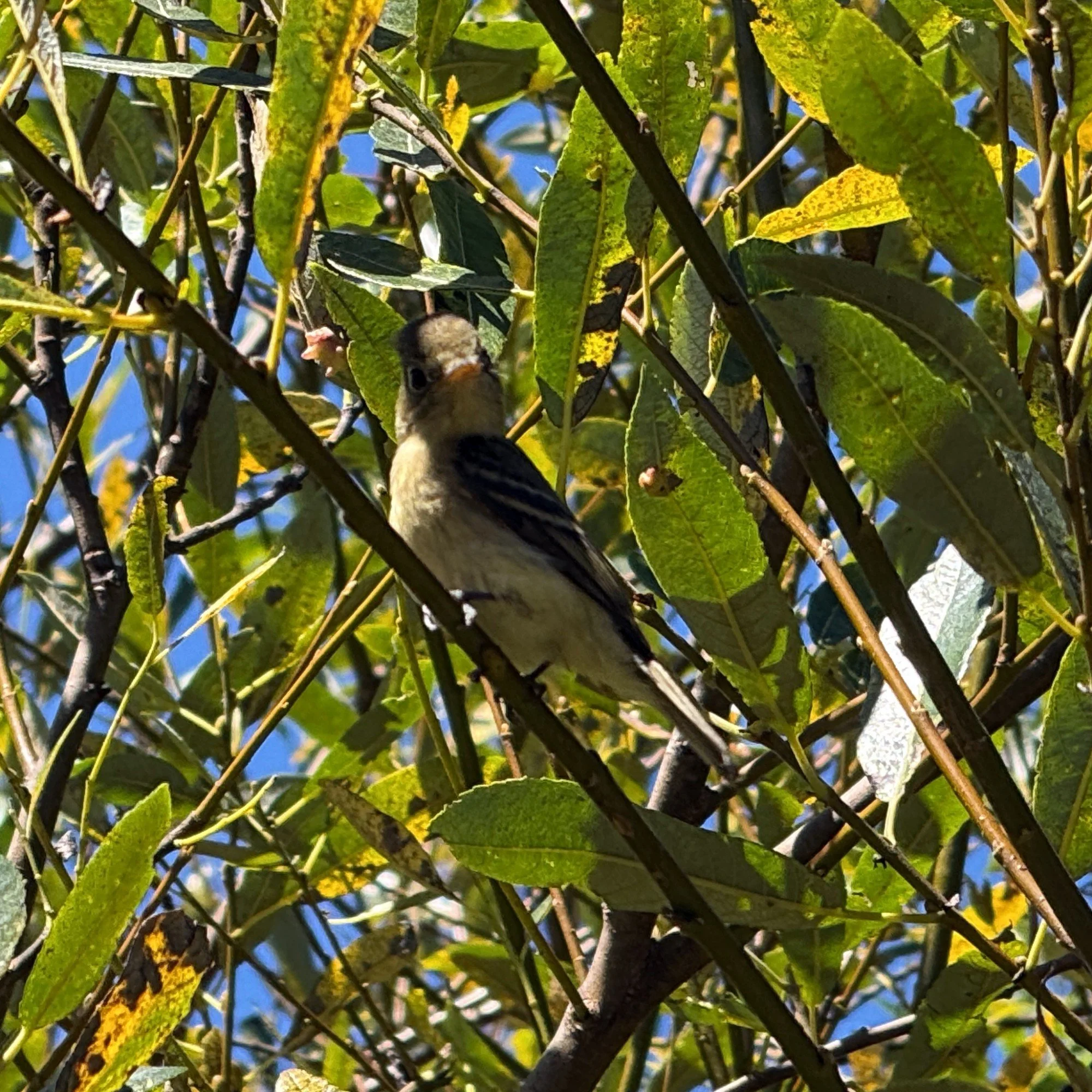 A friendly flycatcher on the Muddy Hollow Trail