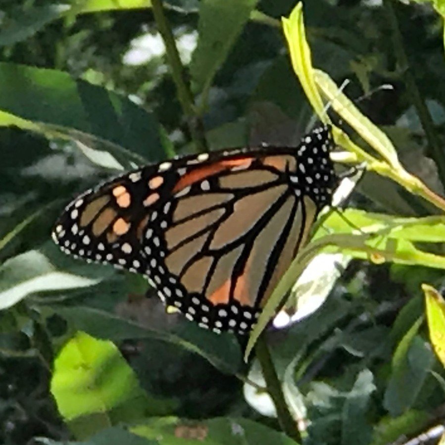 Track monarchs in Point Reyes with an app