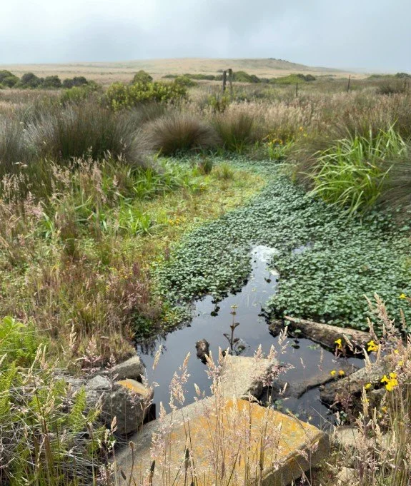 Water surrounded by grasses, rushes, and sedges with some old slabs of concrete in the foreground. Rolling hills in the backround.