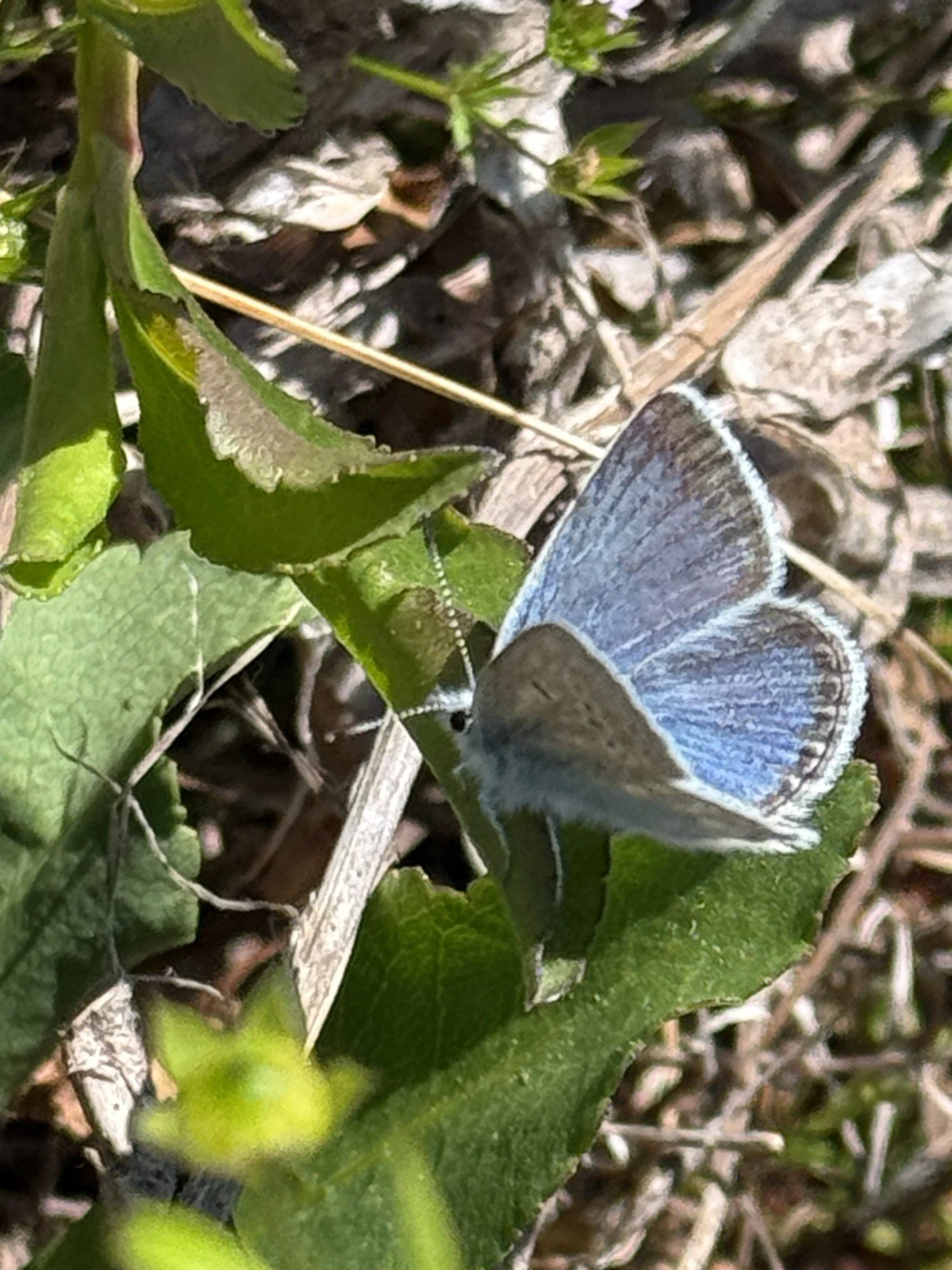 blue butterfly with gray dots on the edge of its wings sitting on a green leafy plant