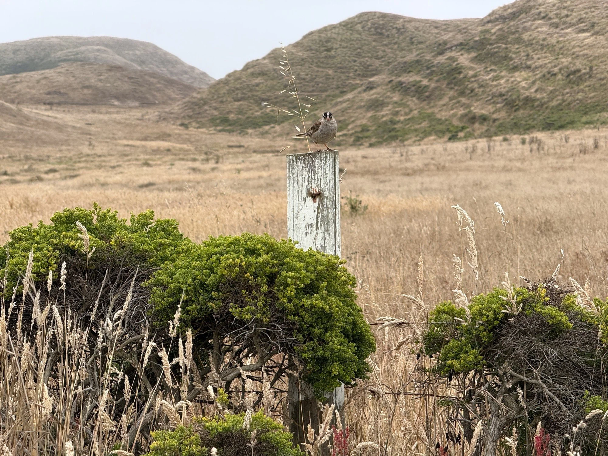 white-crowned sparrow perched on a fence post at Abbotts Lagoon Trail. Hills in the background. Coyote brush and grasses in the foreground.