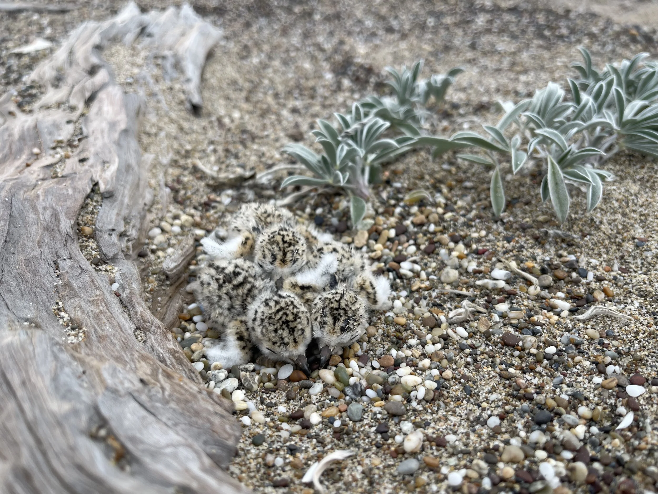 3 newborn snowy plover chicks huddled together on the sand next to driftwood. Tidestrom's Lupine plant is nearby.