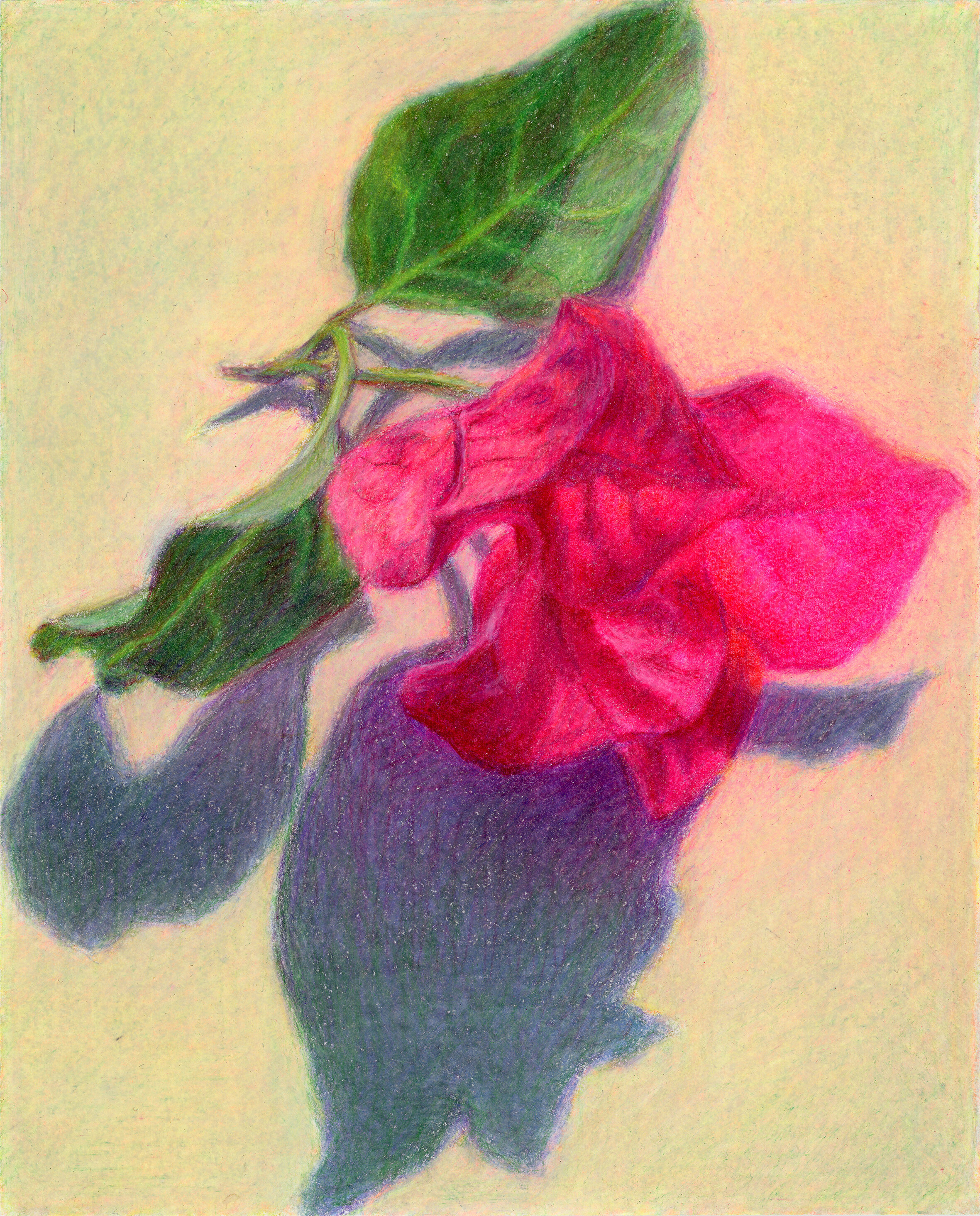    Bougainvillea, 2020  Colored pencil on paper  6.5 in x 5 in   