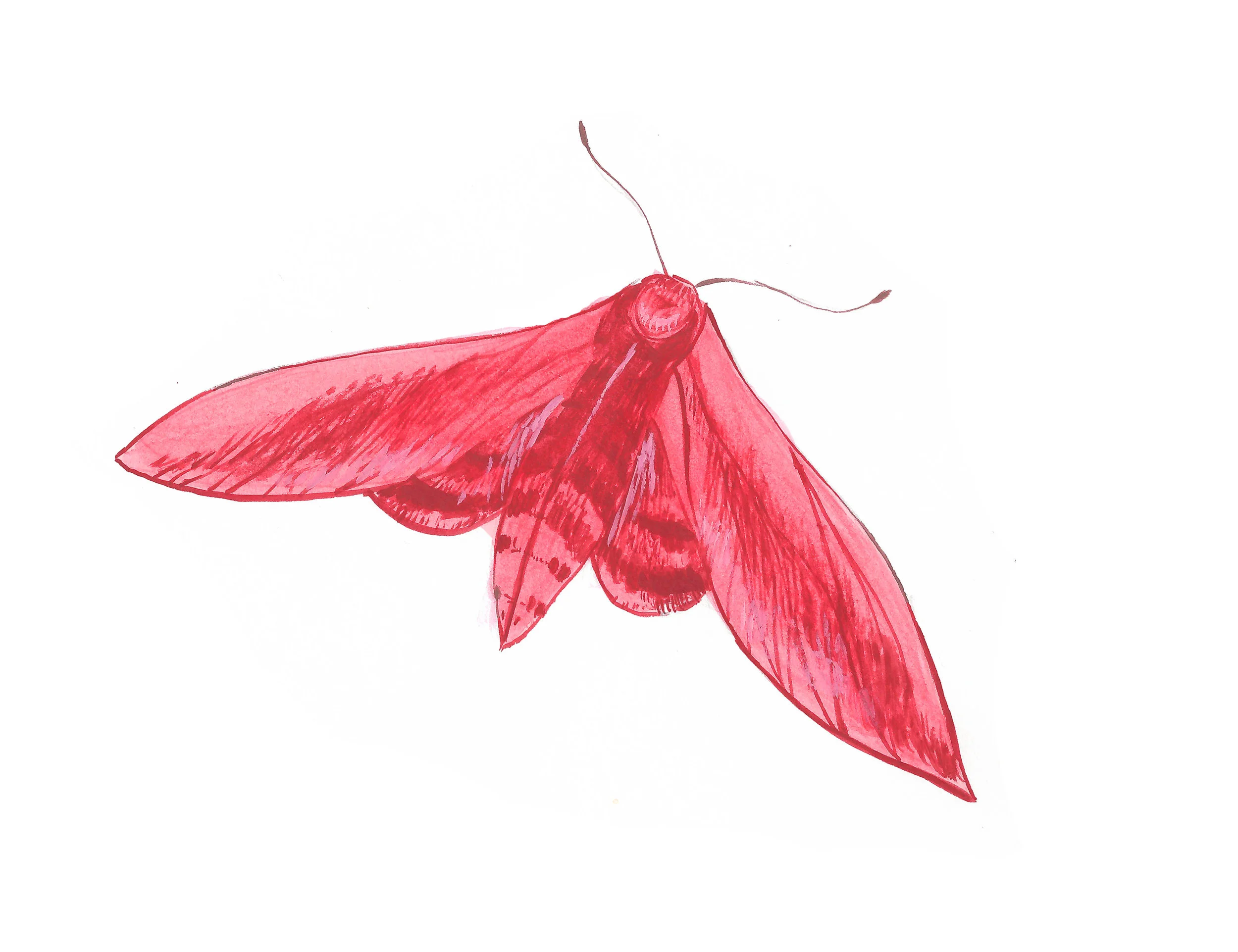 merkai moth promotion.jpg