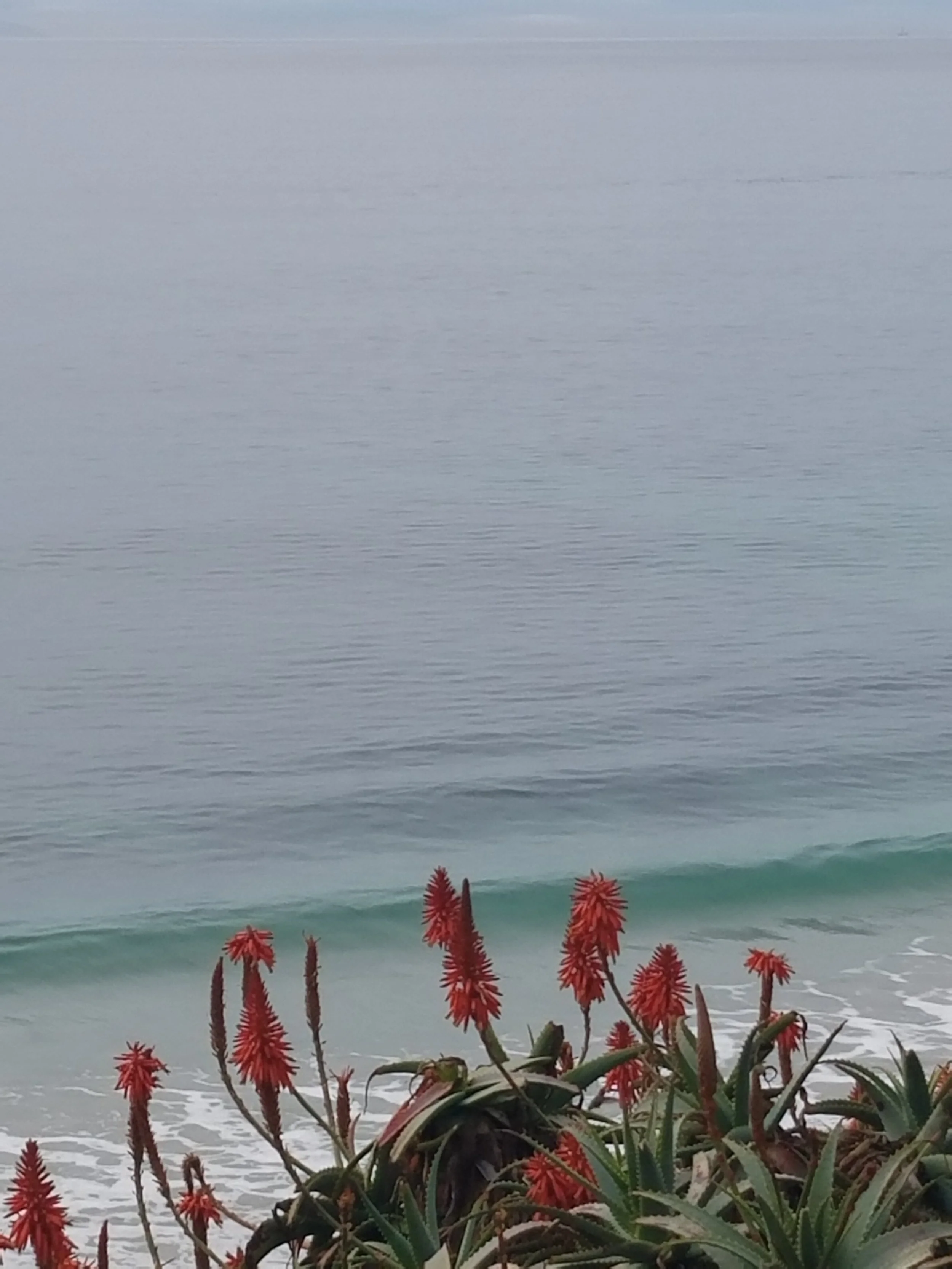 A photograph (taken by the author) of the Pacific Ocean, featuring very small, gentle waves behind spiney red and green plant life.