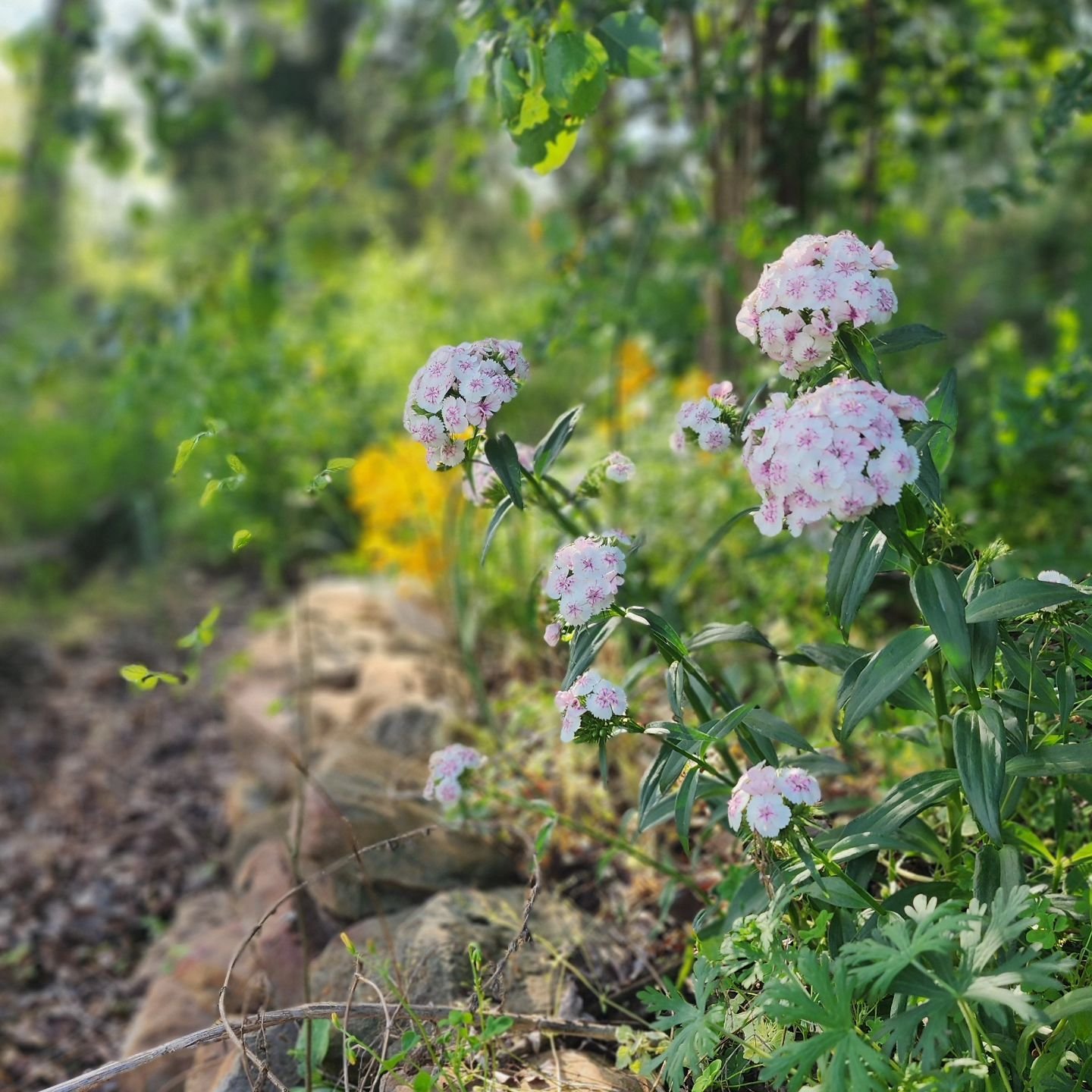 The beauty of nature returning to our garden. . .
Pure joy. My heart feels full.

That's all. ❤️