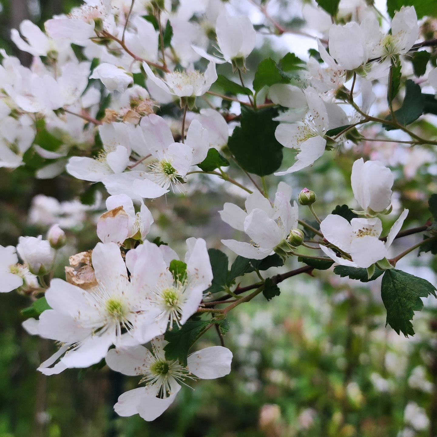 Walpurgisnacht and Beltane, from my Quantum Weaving Guide:

&ldquo;Some of the most powerful energies, throughout the whole year, are within this timeframe of these two days-right now&hellip;

Take the time of clearing your system of anything that is