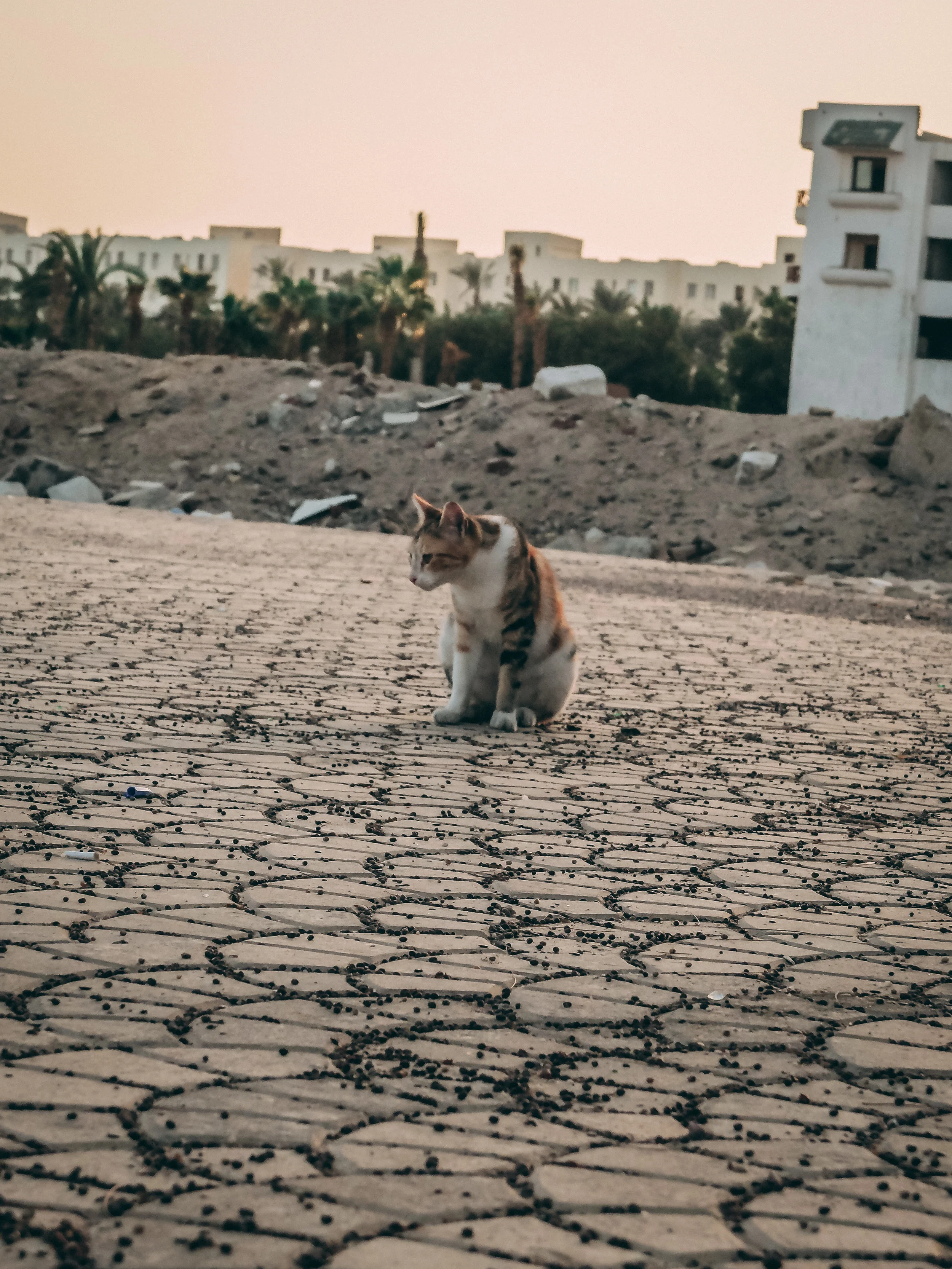Wild cat in Hurghada