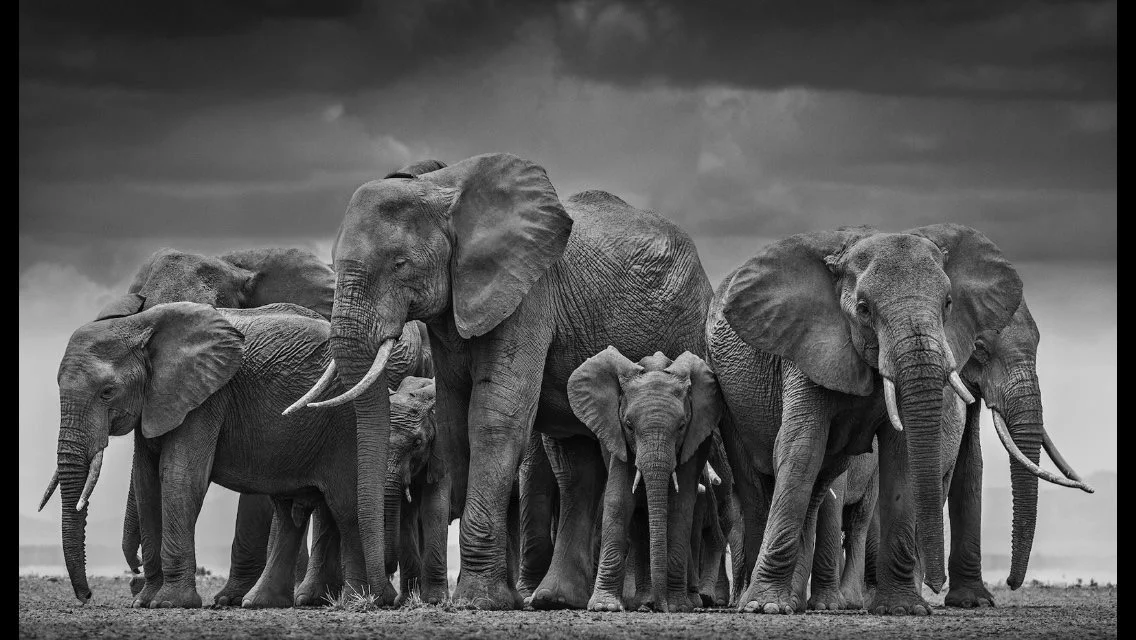 photo cred: David Yarrow Photography