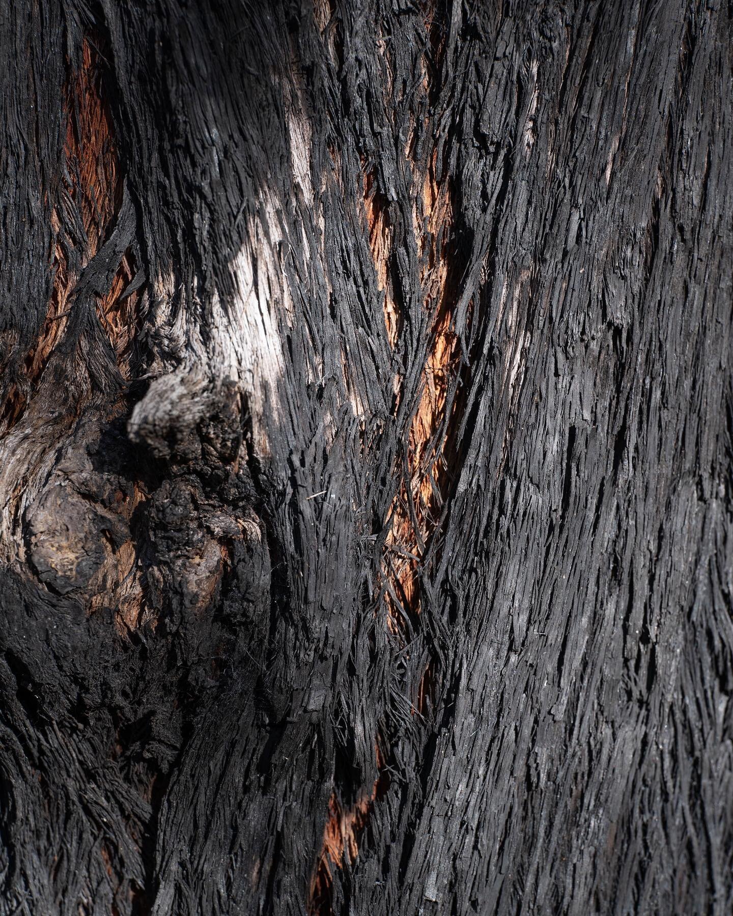 Each tree in the Blue Mountains tells its own story, it&rsquo;s life written (for a brief period) on its skin. The way these trees handle the environment they live in is astonishing. From trees which shed their skin periodically leaving behind the pa