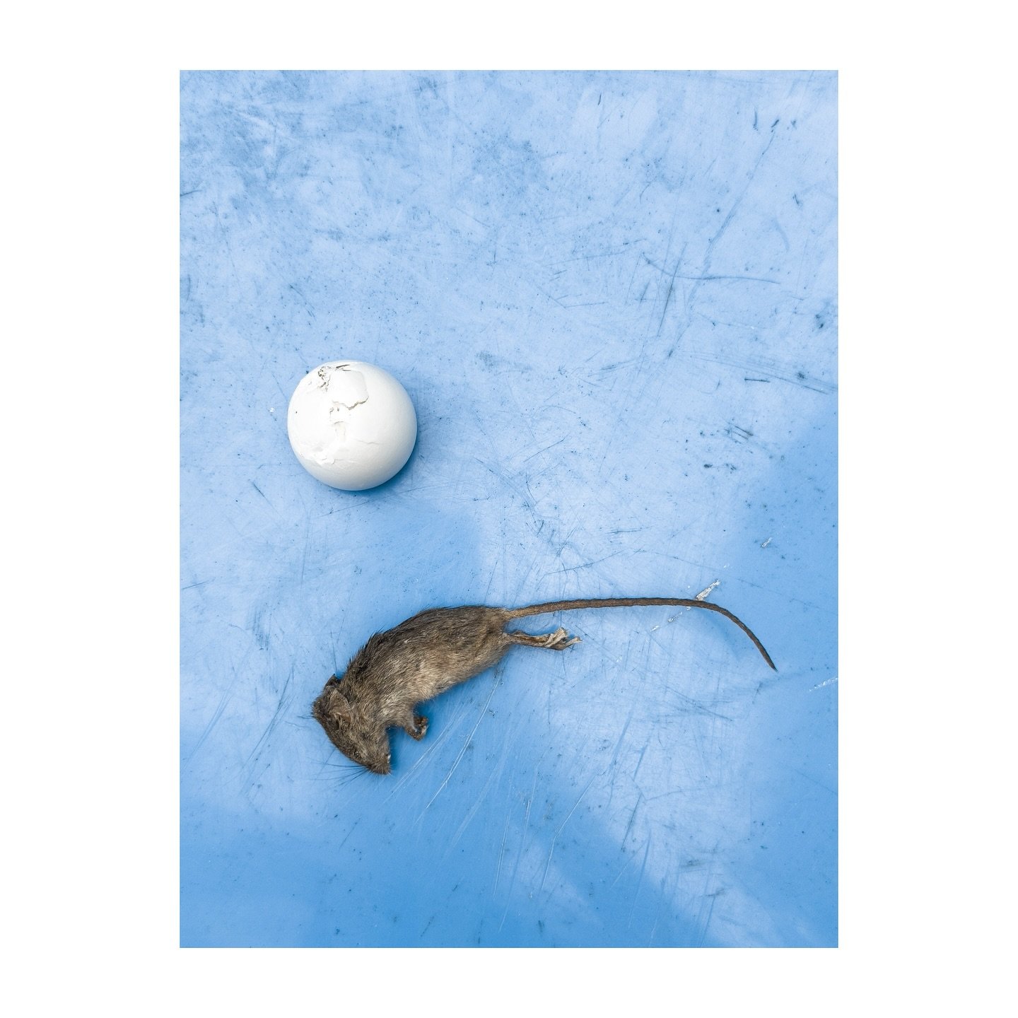 Comings and goings.
.
.
.
.
.
#births #deaths #eggs #mice #mouse #birds