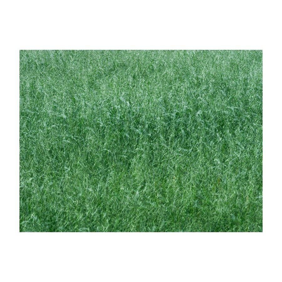Field study.
.
.
.
.
.
#fieldstudy #field #wheat #multipleexposure #green #gfx100sii