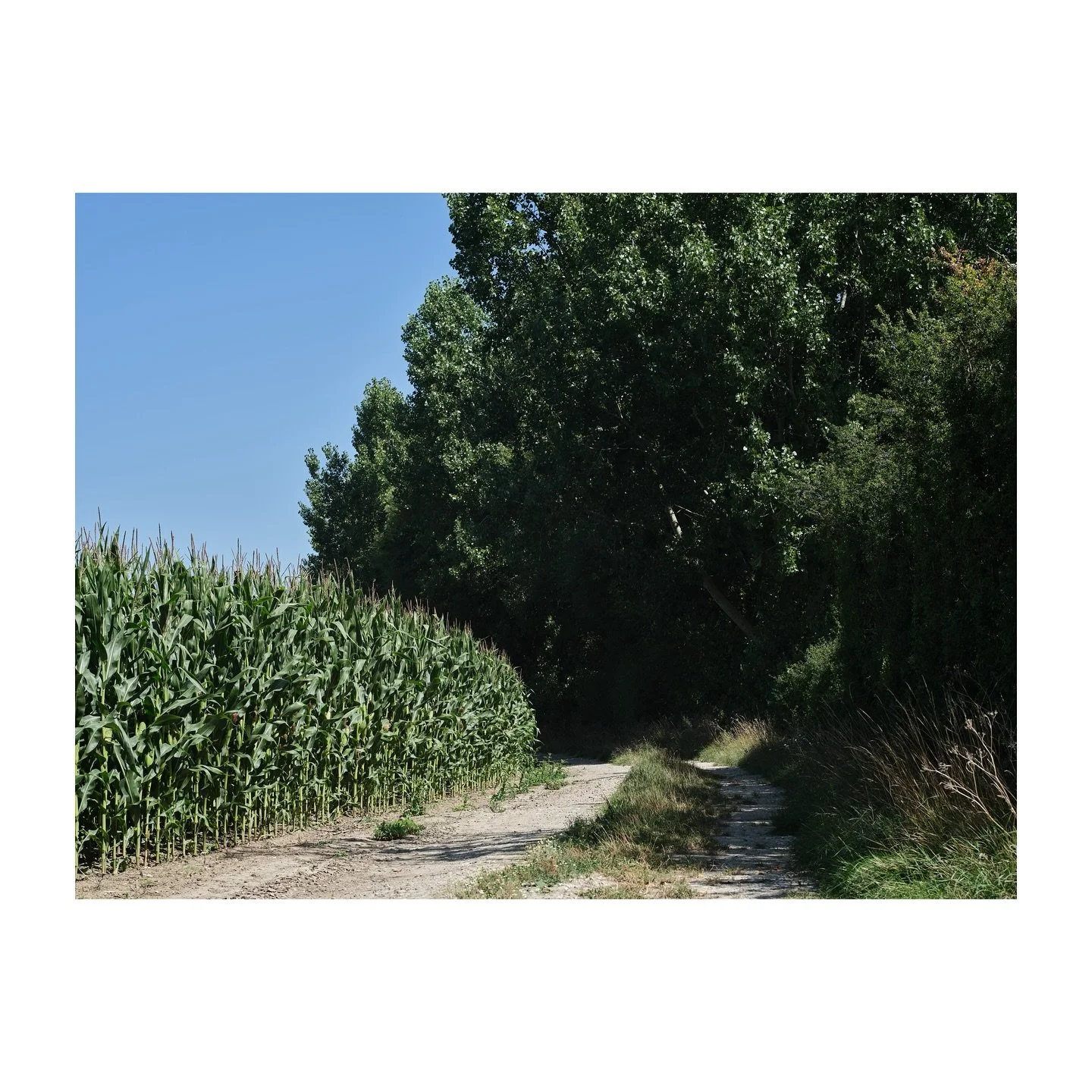 &hellip;backwards home.
.
.
.
.
.
#field #farm #corn #crops #countryside #fujifilmgfx100sii #landscape
#landscapephotography