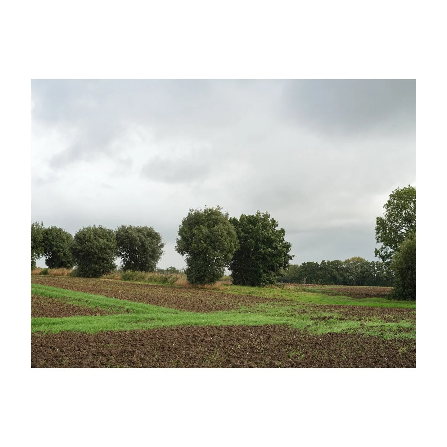 The edge of two fields, near.
.
.
.
.
.
#edge #field #tree #bush #gfx100s #fujifilm