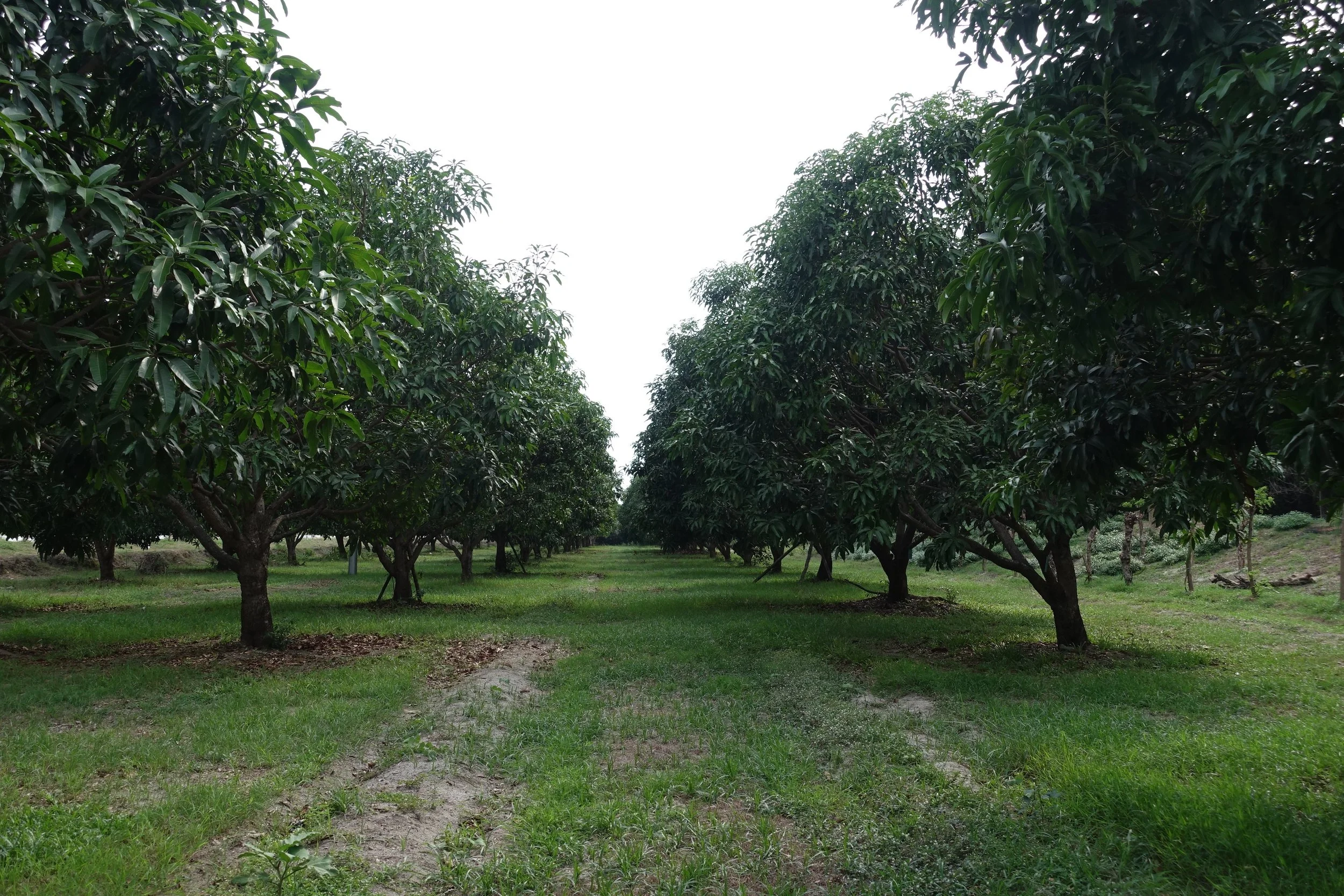 Rosa Mango Farms, Zambales — A Momma Abroad
