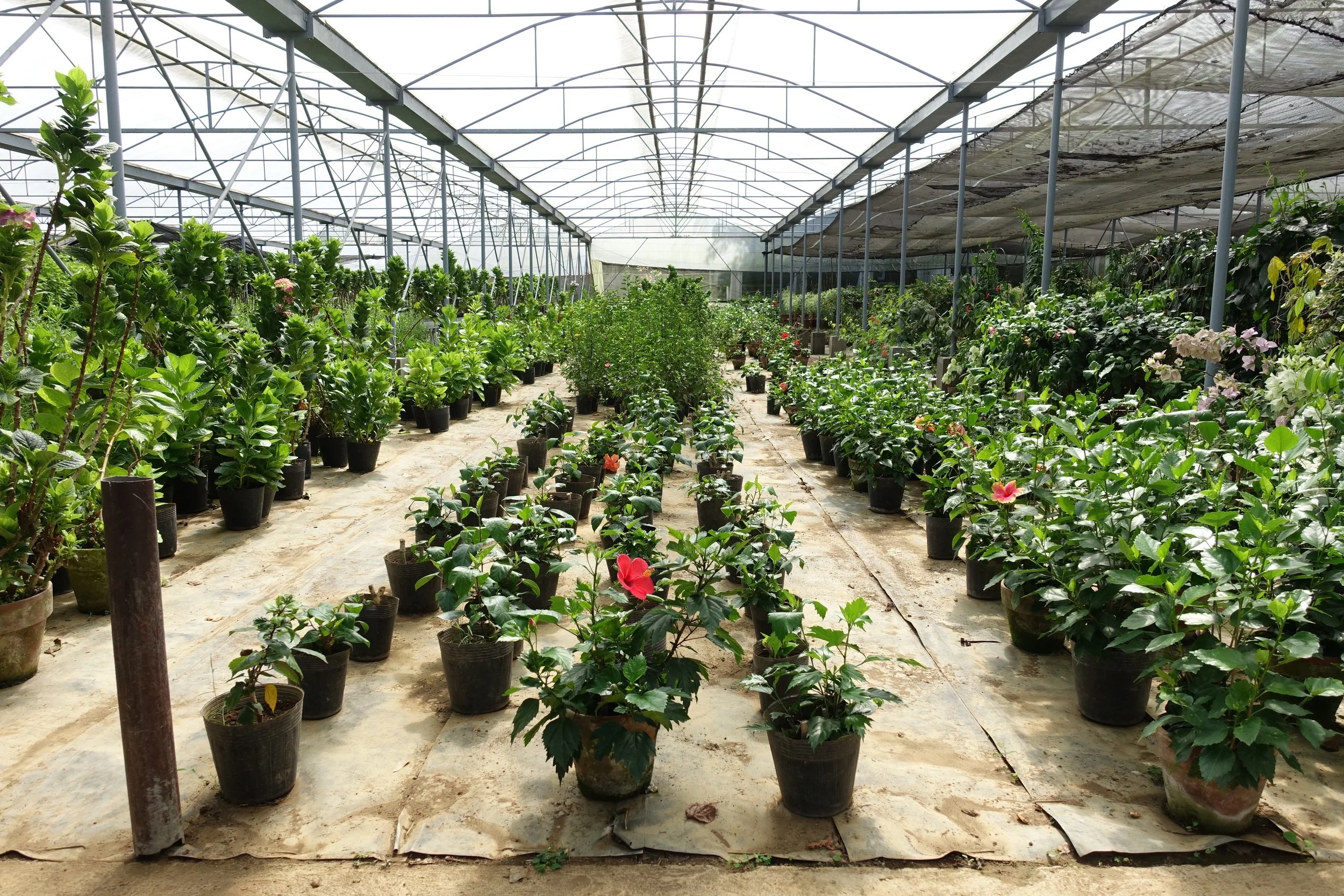 The Flower Farm, Tagaytay — A Momma Abroad