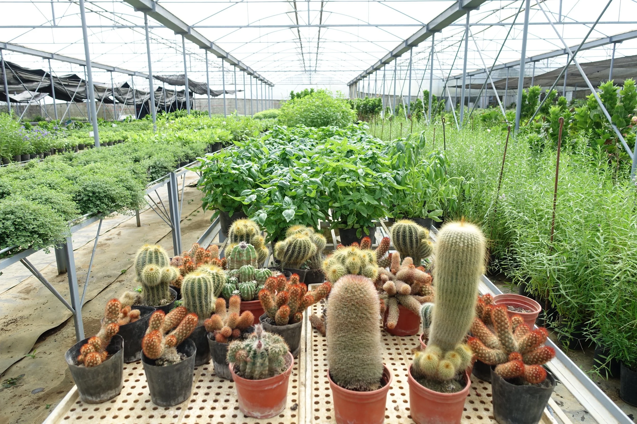 The Flower Farm Tagaytay A Momma Abroad