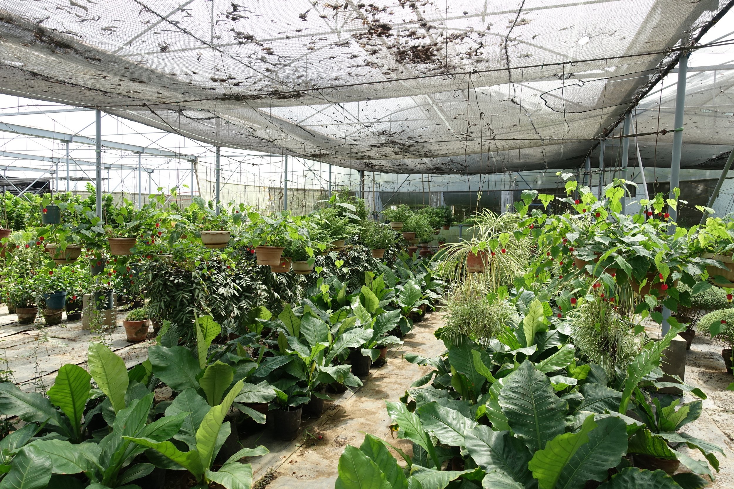 The Flower Farm, Tagaytay — A Momma Abroad