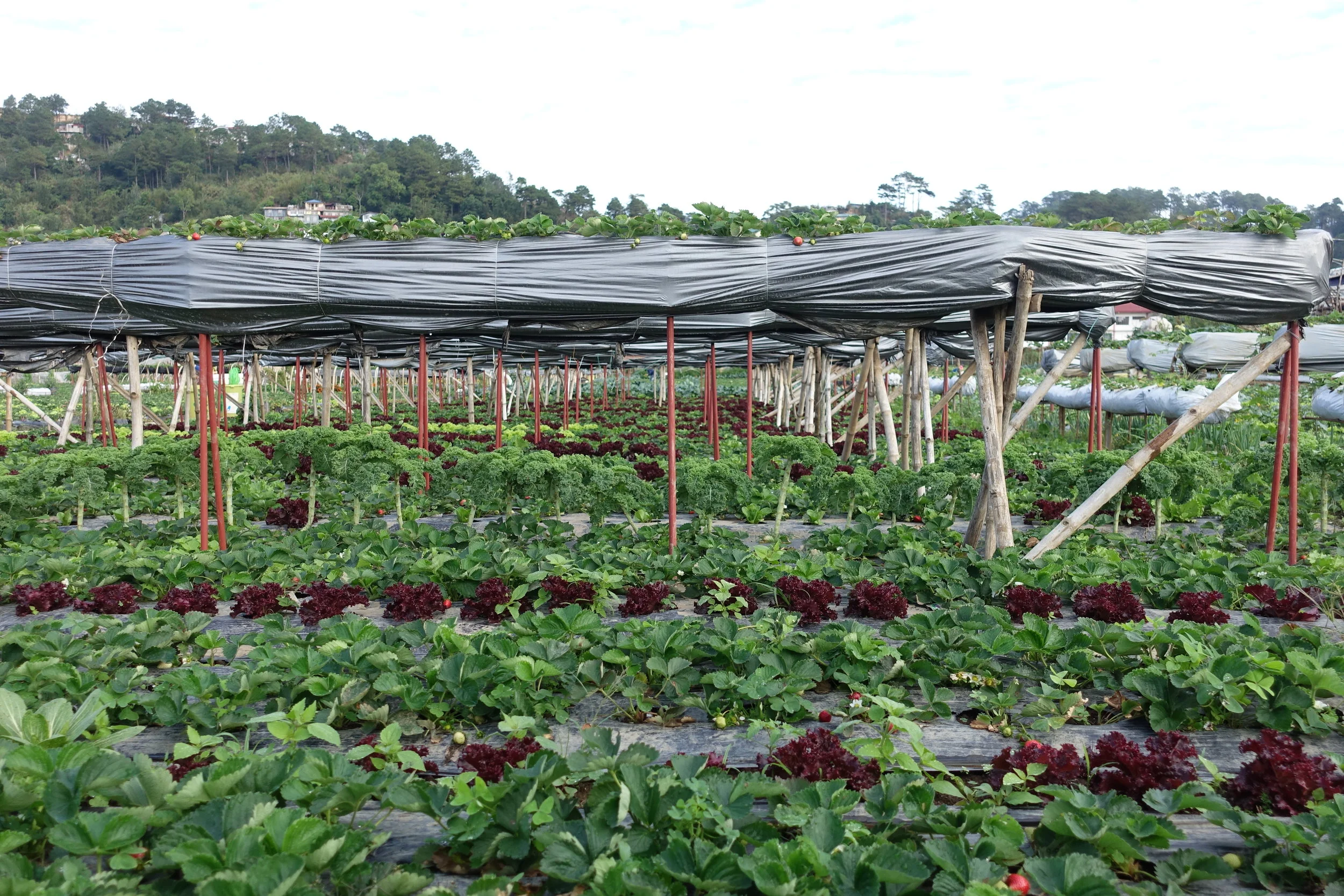 Strawberry Picking, La Trinidad Benguet — A Momma Abroad
