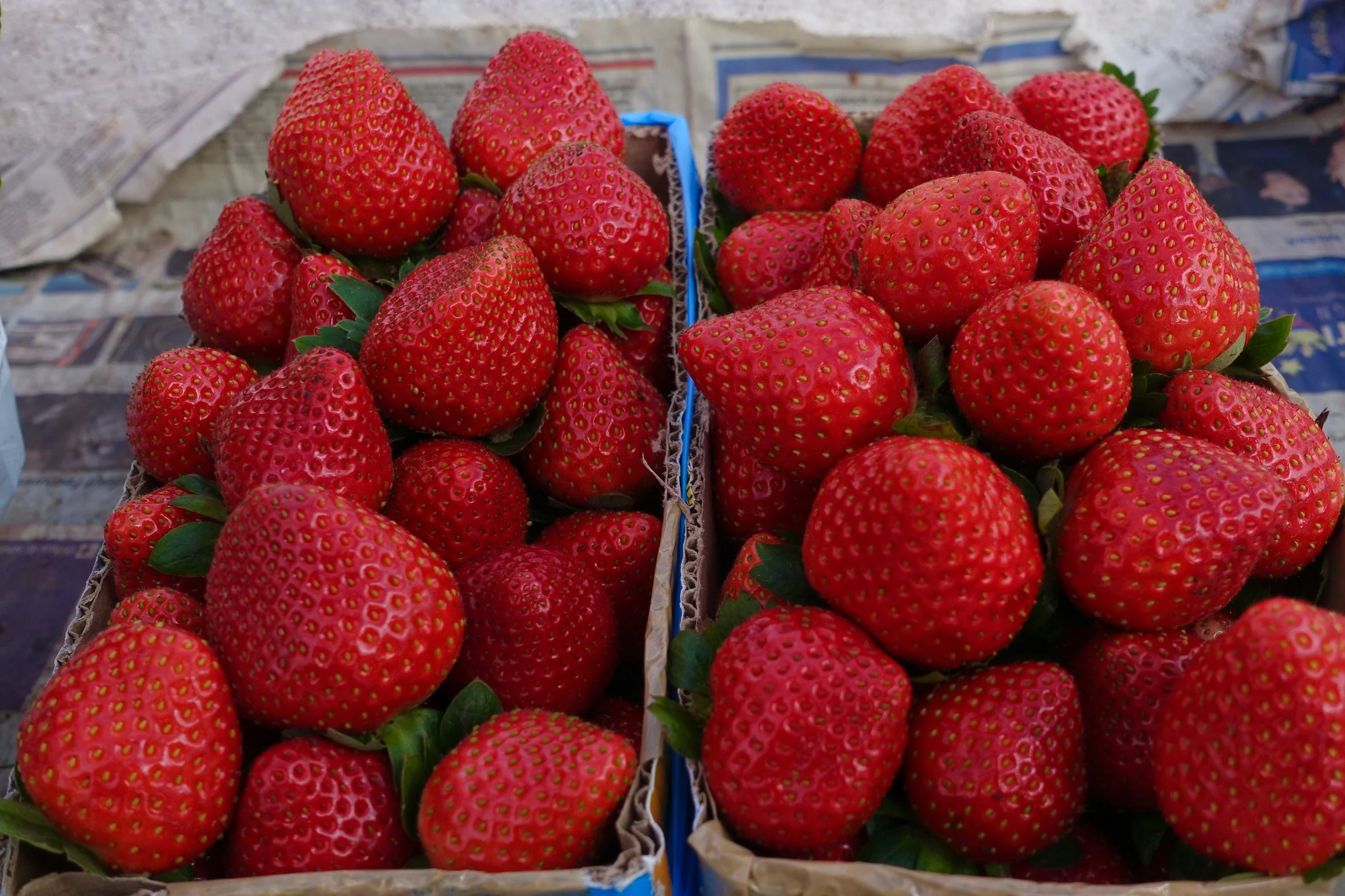 Strawberry Picking, La Trinidad Benguet — A Momma Abroad