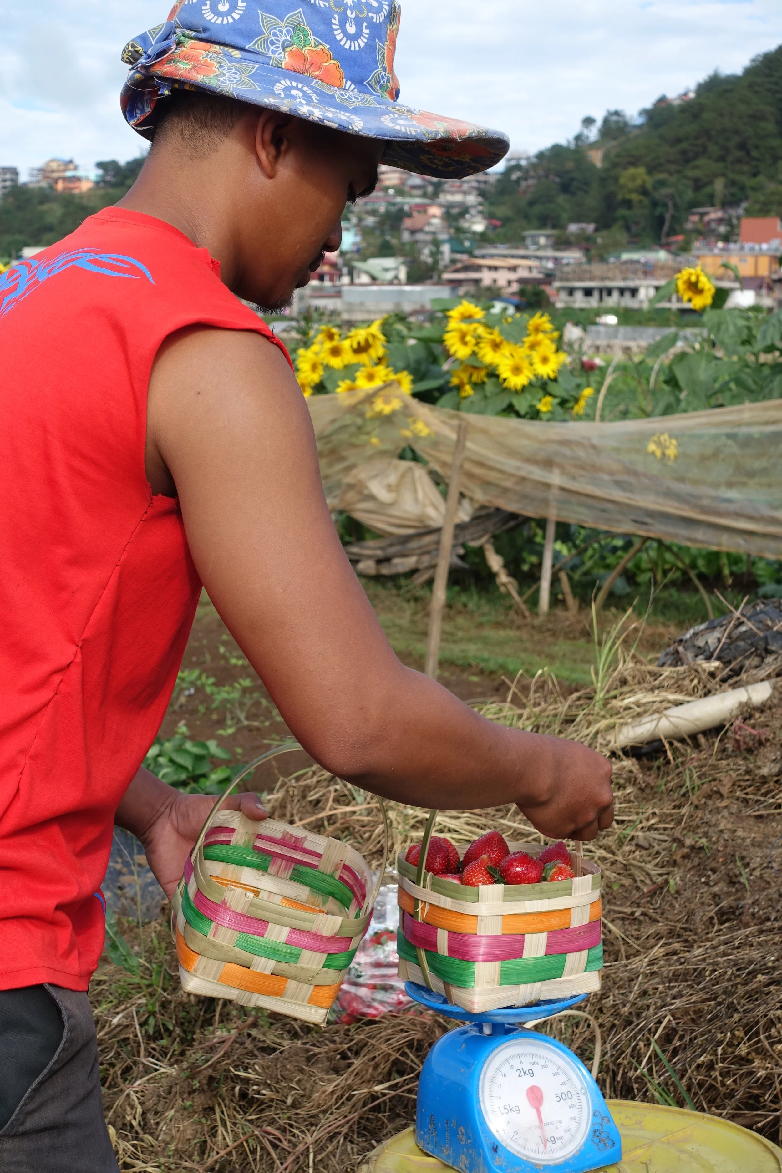 Strawberry Picking, La Trinidad Benguet — A Momma Abroad