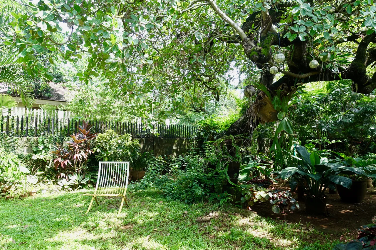 backyard.jpg