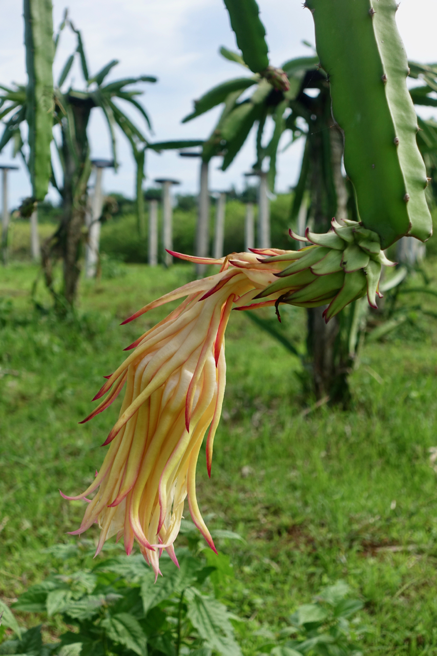 farm tour dragon fruit l.jpg