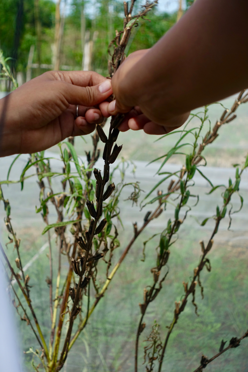 farm tour sesame seeds.jpg