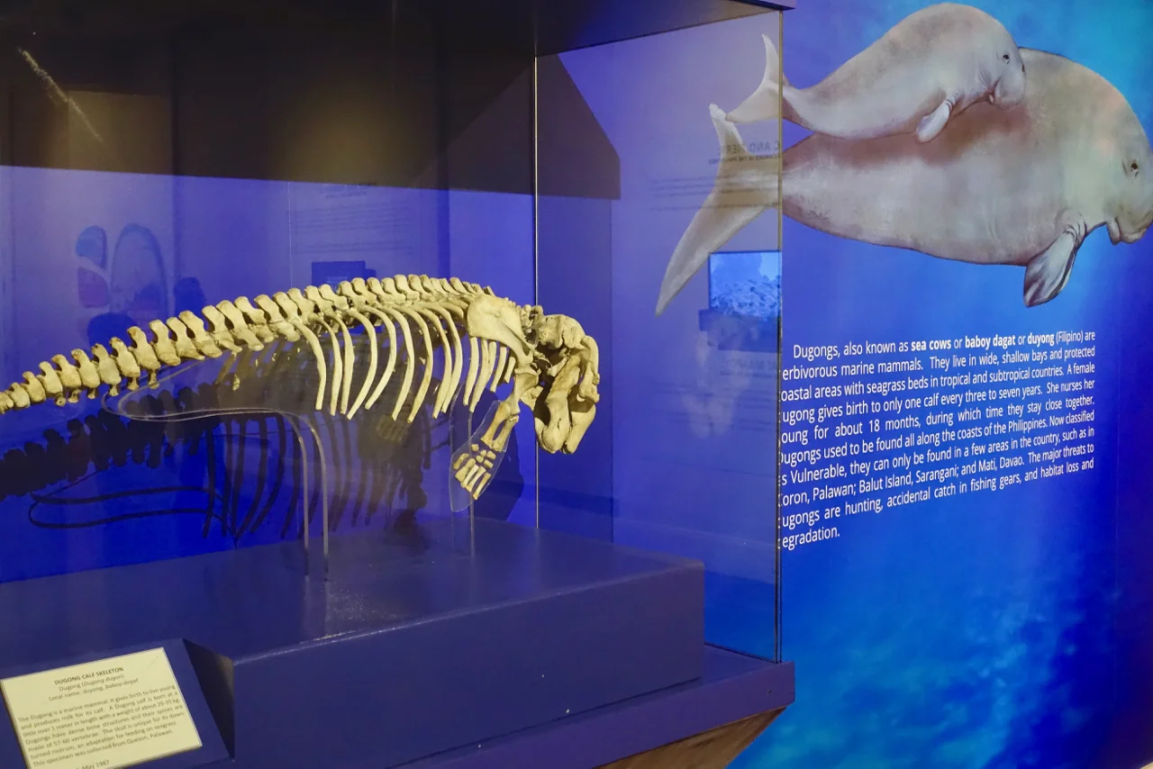 natural history l.jpg