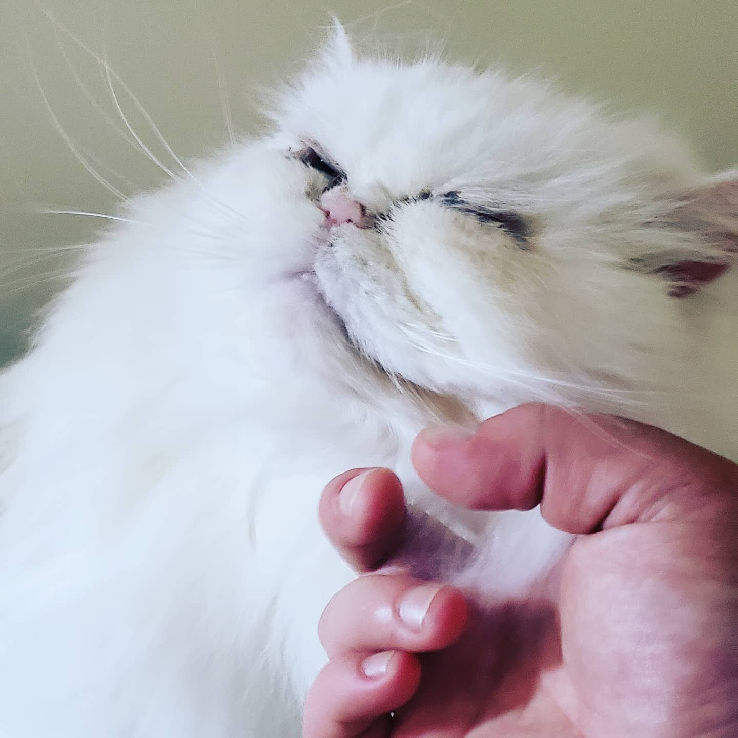 Queen Daphne's getting all the love!😹❤
 #professionalpetcare #responsiblepetcare #catsofjc #catsofjerseycity #jerseycitycats #whitecat #lovethiscat #persian #persiancat #cutecats #catsofinstagram