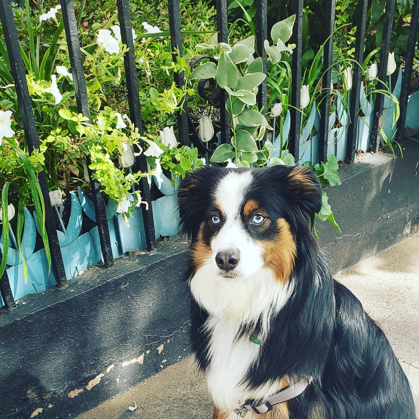 Benji pauses to consider his options for the weekend! 🐶🌿🌷❤
#responsiblewalkers #professionalpetcare
#downtownjc #lovethisdog @dogsofhamiltonparkjc #dogsofjerseycity #downtownjerseycity #jerseycity #jerseycitypets #jerseycitydogs #jcdogs #jc #jcdog
