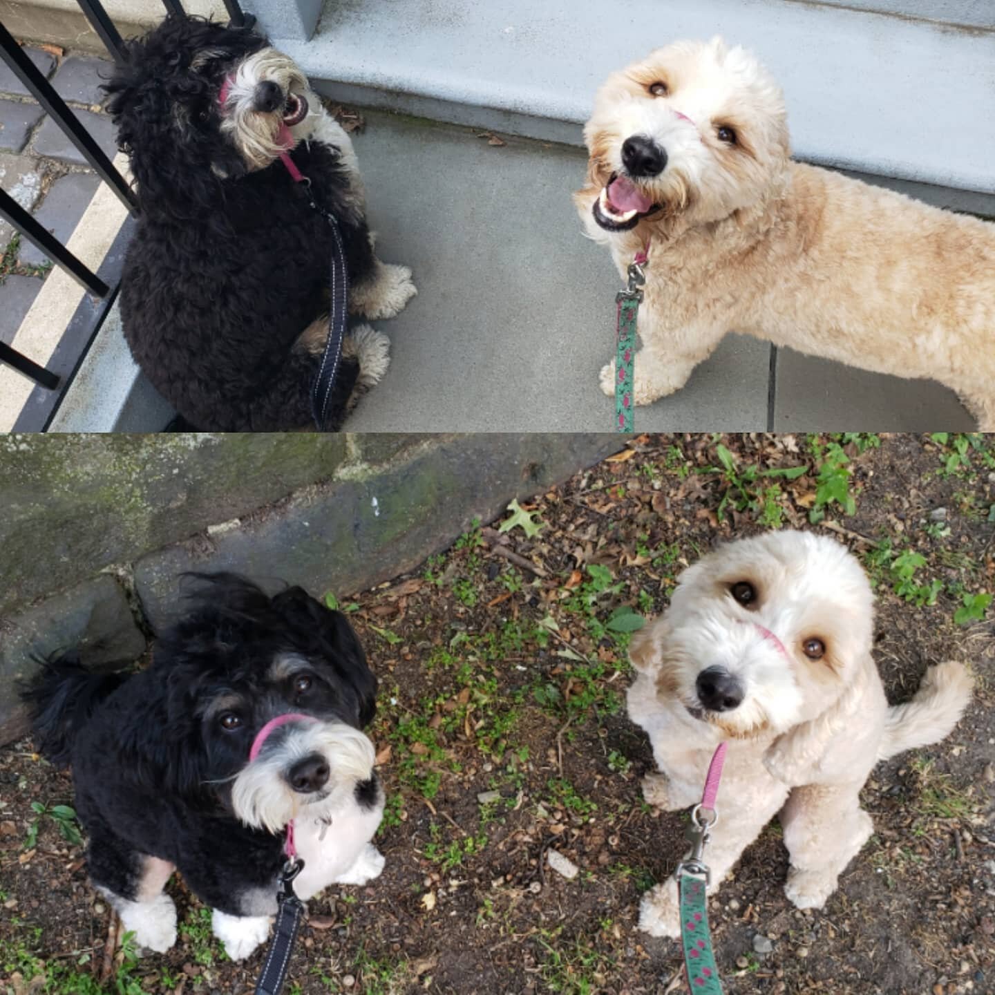 Molly and Adeline got themselves a makeover- like new pups!!🤣🐶❤
#lovethesedogs #joyfuldogs #responsiblewalkers #professionalpetcare #downtownjerseycity #jerseycitypets #dogsofjc #dogsofjerseycity @dogsofhamiltonparkjc #downtownjc #doodle #bernadood