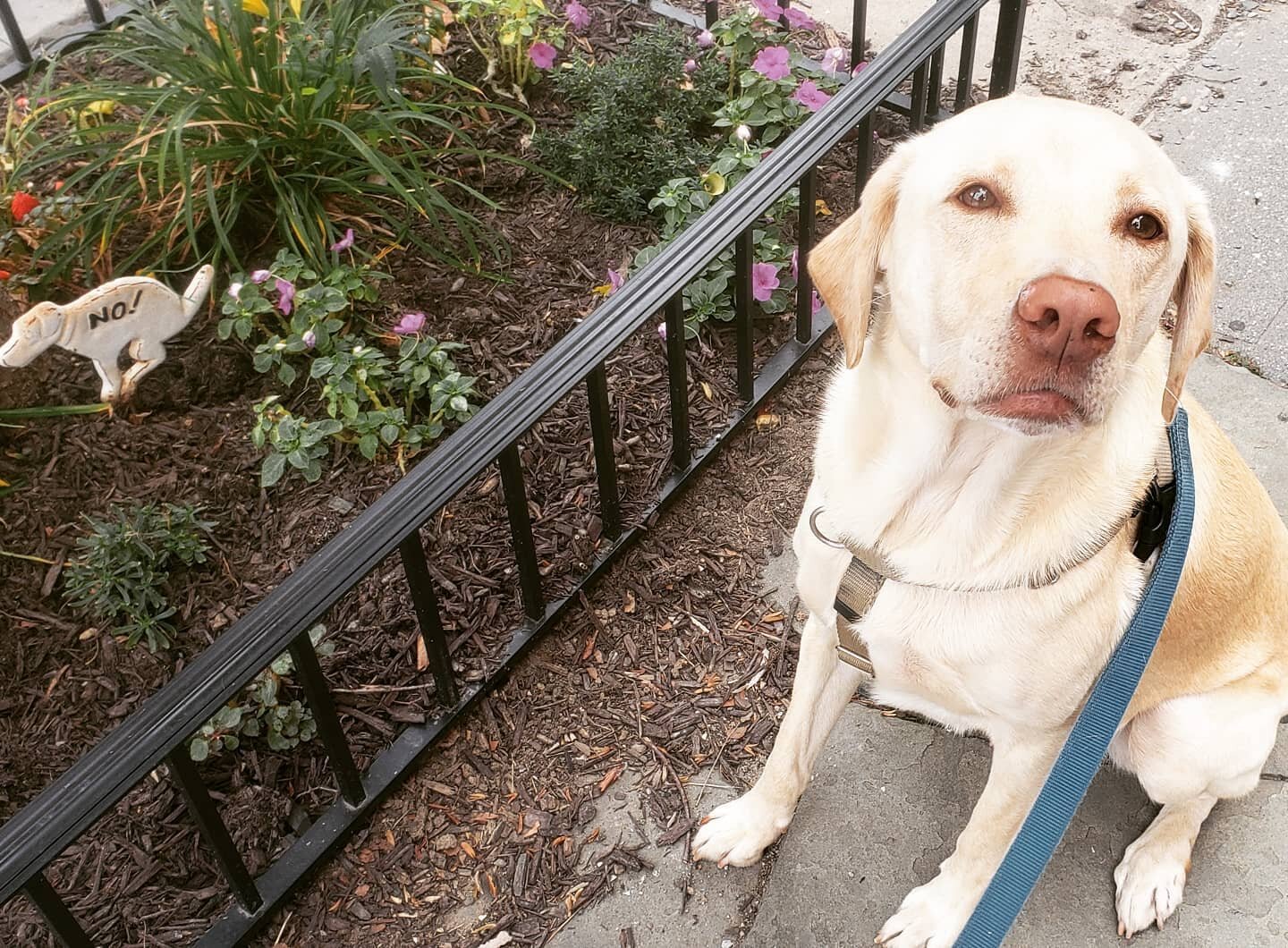 Chance enjoys his first walk in months, and we both experience a glimpse of &quot;normalcy&quot; 😁🐶❤

#lovethisdog #jcdogs #jcdogwalkers #jcdogwalker #dogsjc #dogsofjc
#responsiblewalkers #professionalpetcare #dogsofjerseycity #dogsofhamiltonparkjc