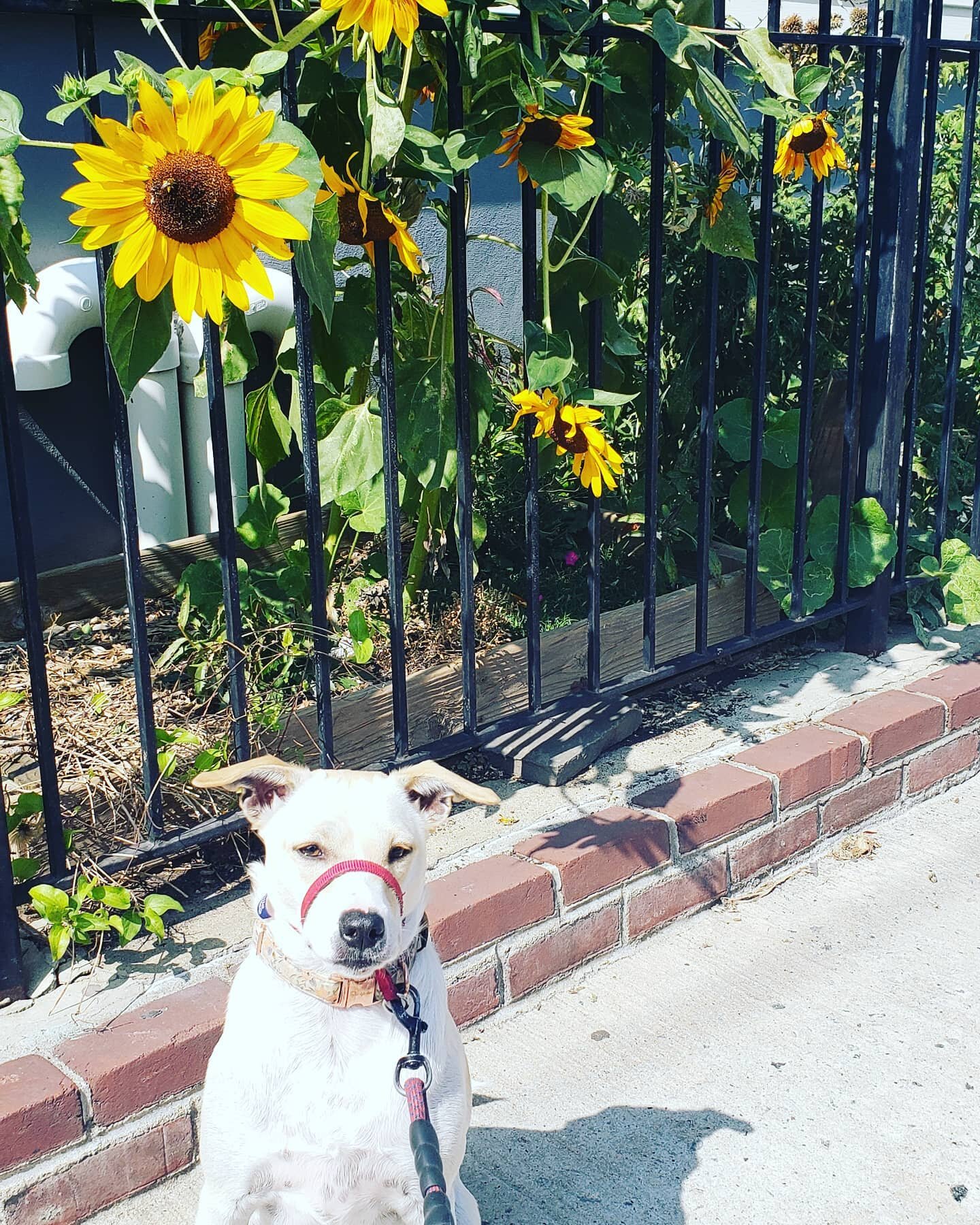 Molly and flowers are both designed to soak up sunlight! 🐶❤
#happydog #lovethisdog #responsiblewalkers #professionalpetcare #downtownjc #dogsofjerseycity #saferinapaccc #safedogwalking #jcdogs
#lovethisdog #jcdogwalkers #jcdogwalker #dogsjc #dogsofj