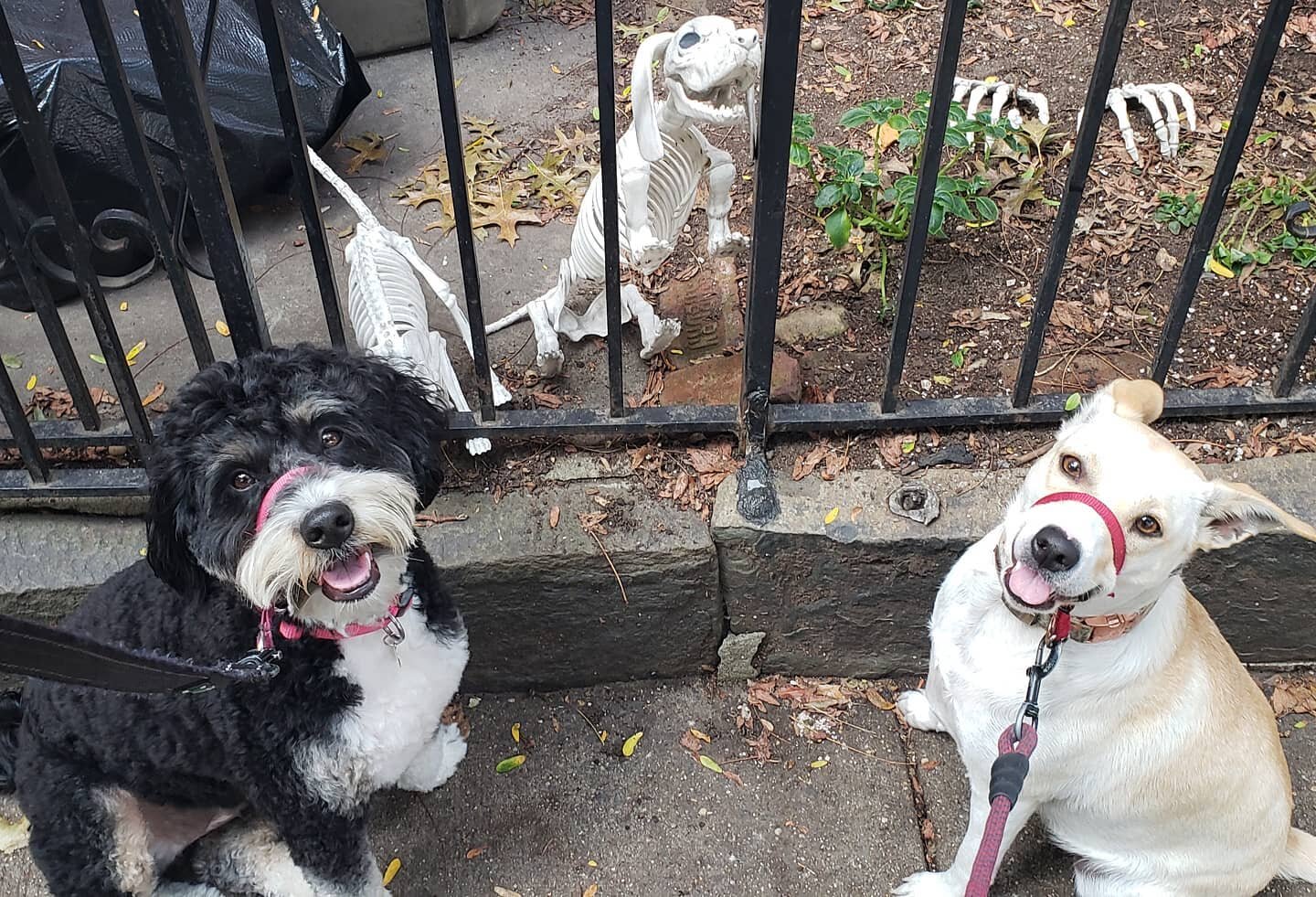 Molly X Molly = MOLLY&sup2;!😹🐶❤
#lovethesedogs #joyfuldogs #responsiblewalkers #professionalpetcare #downtownjerseycity #jerseycitypets #dogsofjc #dogsofjerseycity @dogsofhamiltonparkjc #downtownjc #bernadoodle #bernadoodles #doodles #houndmix #sou