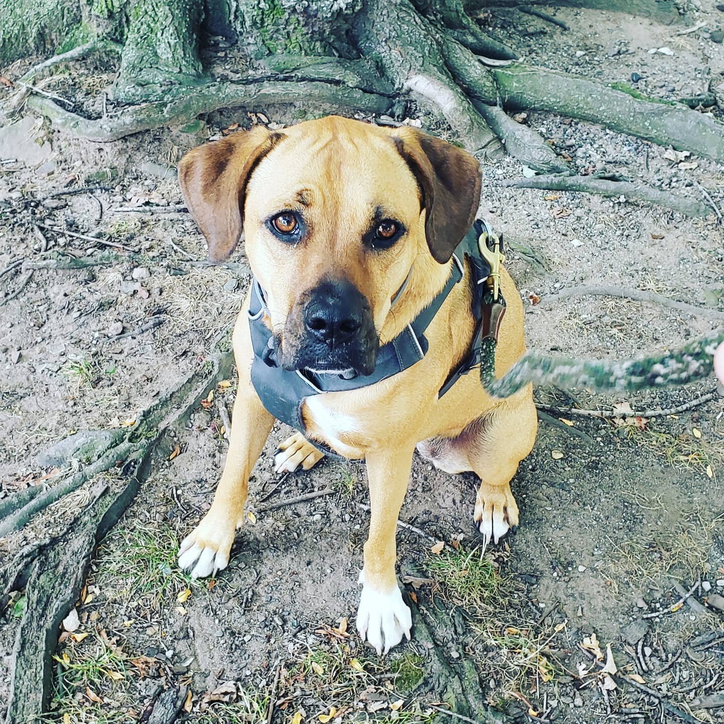 We missed Kaja so much- so good to see her again!!🐶❤
#lovethisdog #jcdogs #jcdogwalker #jcdogwalkers #dogsjc #dogsofjc #dogsofjerseycity #jerseycity #jerseycitydogs #jerseycitypets #downtownjc #downtownjerseycity
#responsiblewalkers #professionalpet