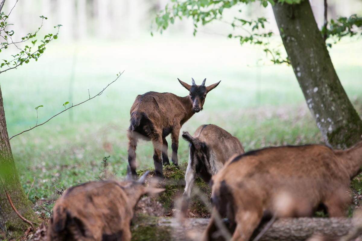 A small herd of goats graze with the dancers. © Magdalena Lepka